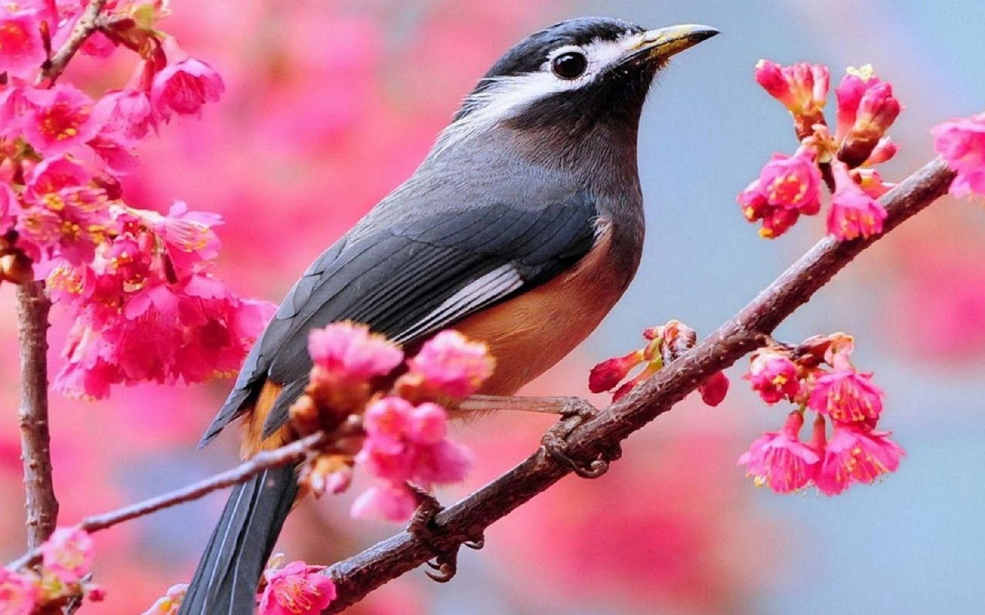 Swallow Wallpaper, HDQ Swallow Image Collection for Desktop, VV.259