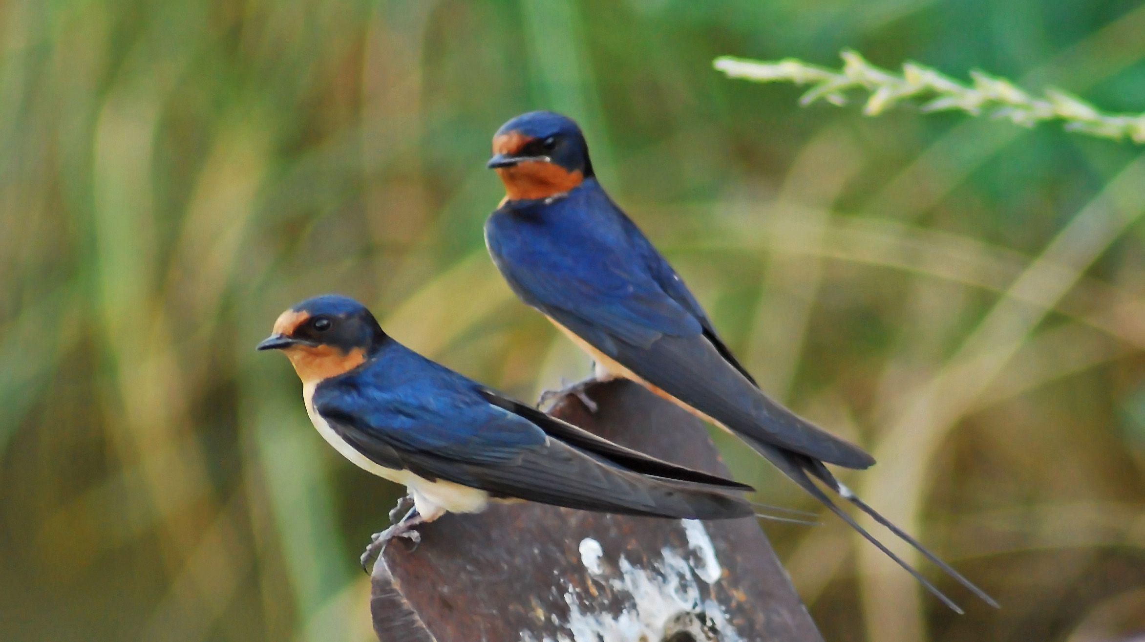 Swallow Wallpapers - Wallpaper Cave