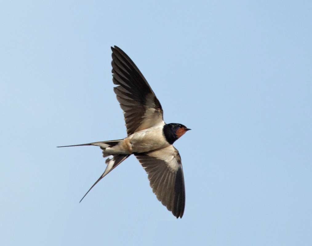 Swallow Wallpapers - Wallpaper Cave