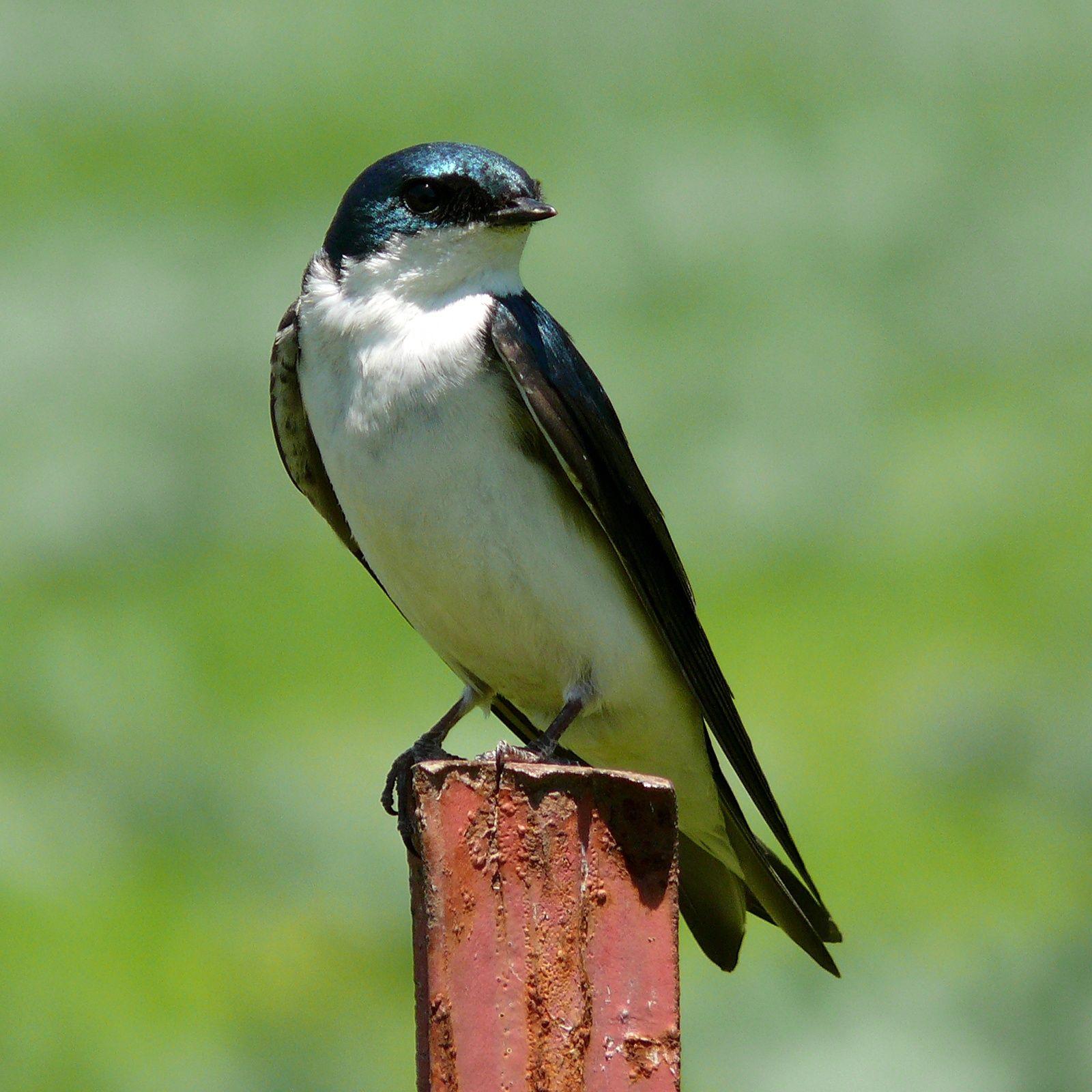 Swallow Wallpapers - Wallpaper Cave