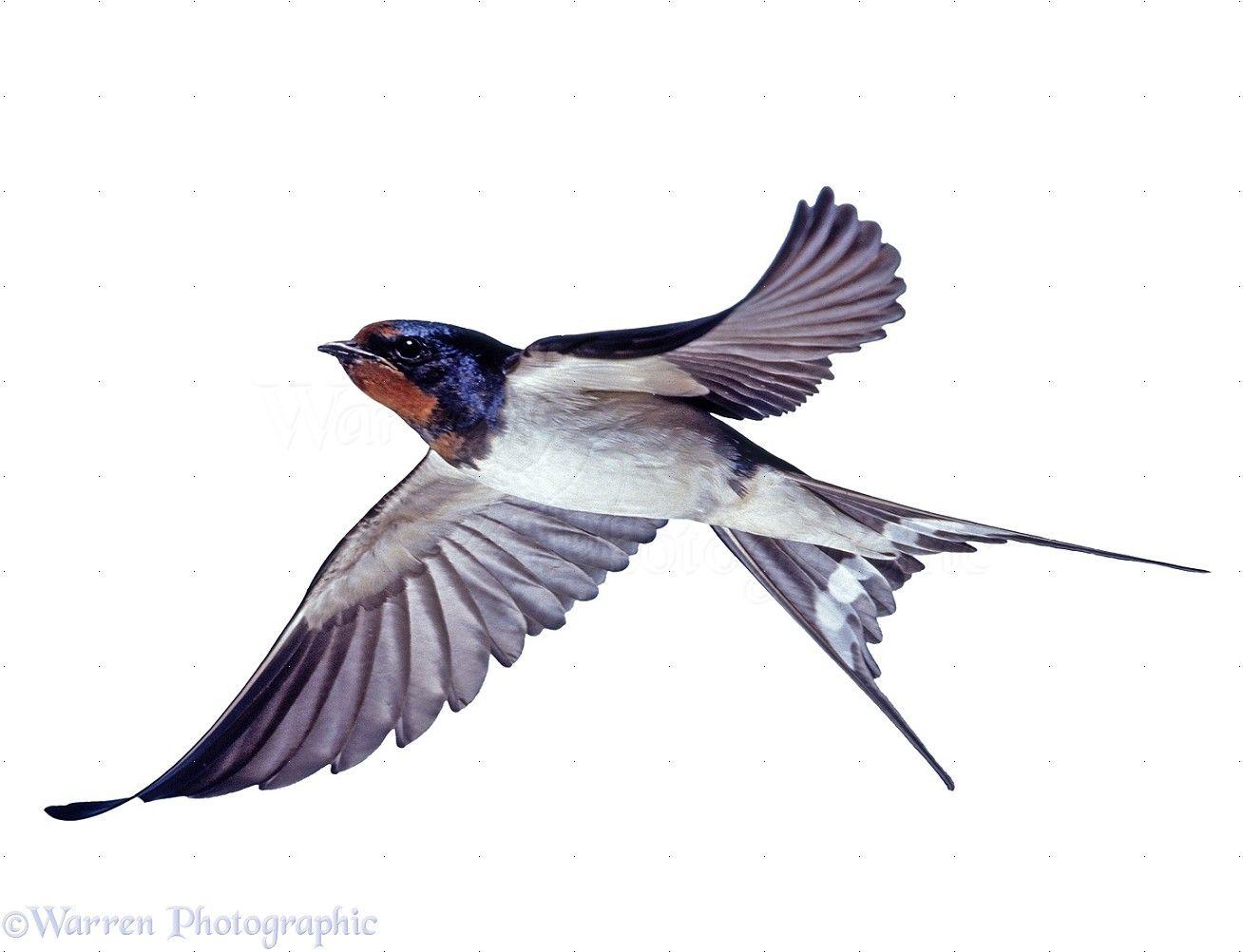 Swallow Wallpapers - Wallpaper Cave