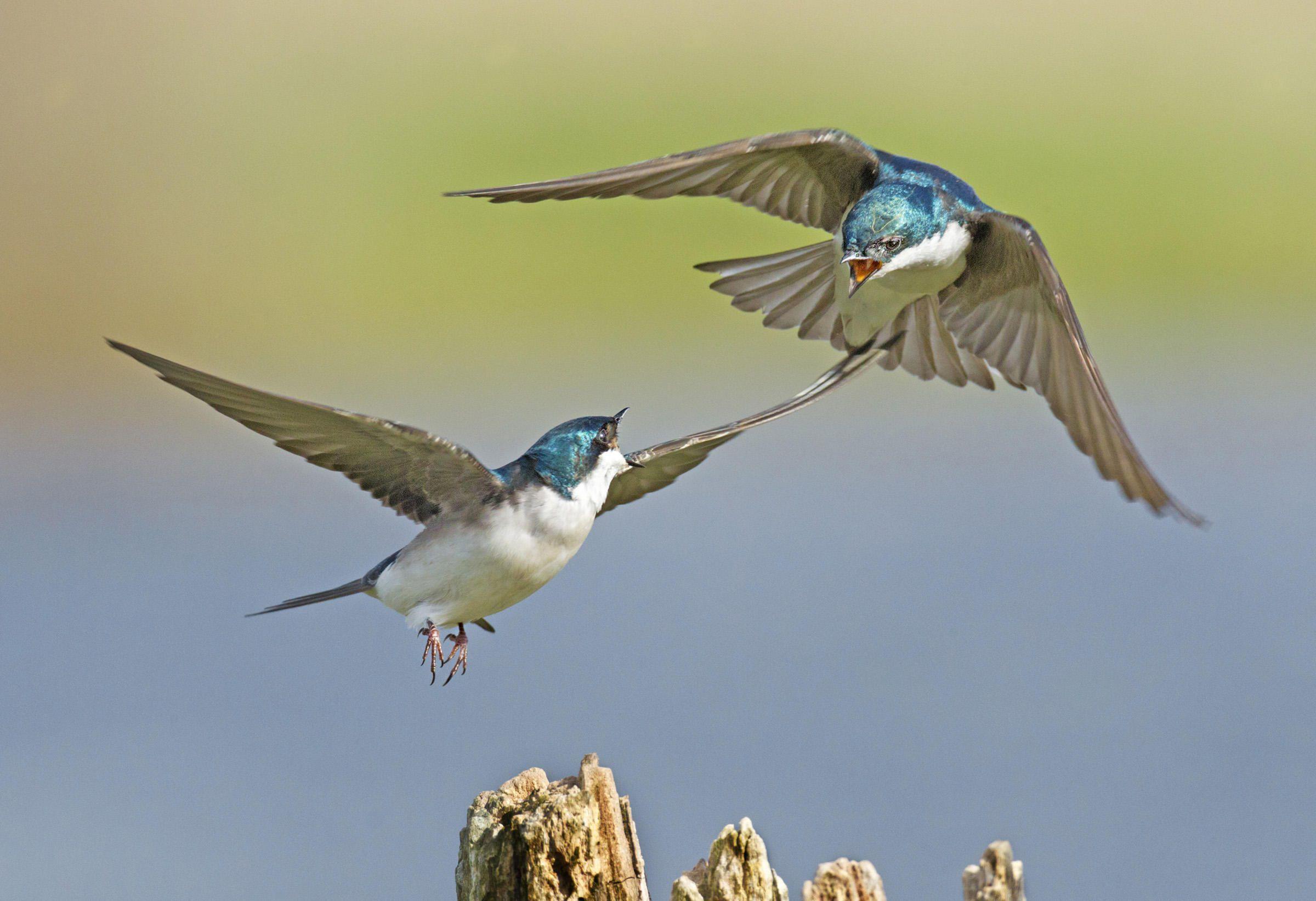 Swallow Wallpapers - Wallpaper Cave