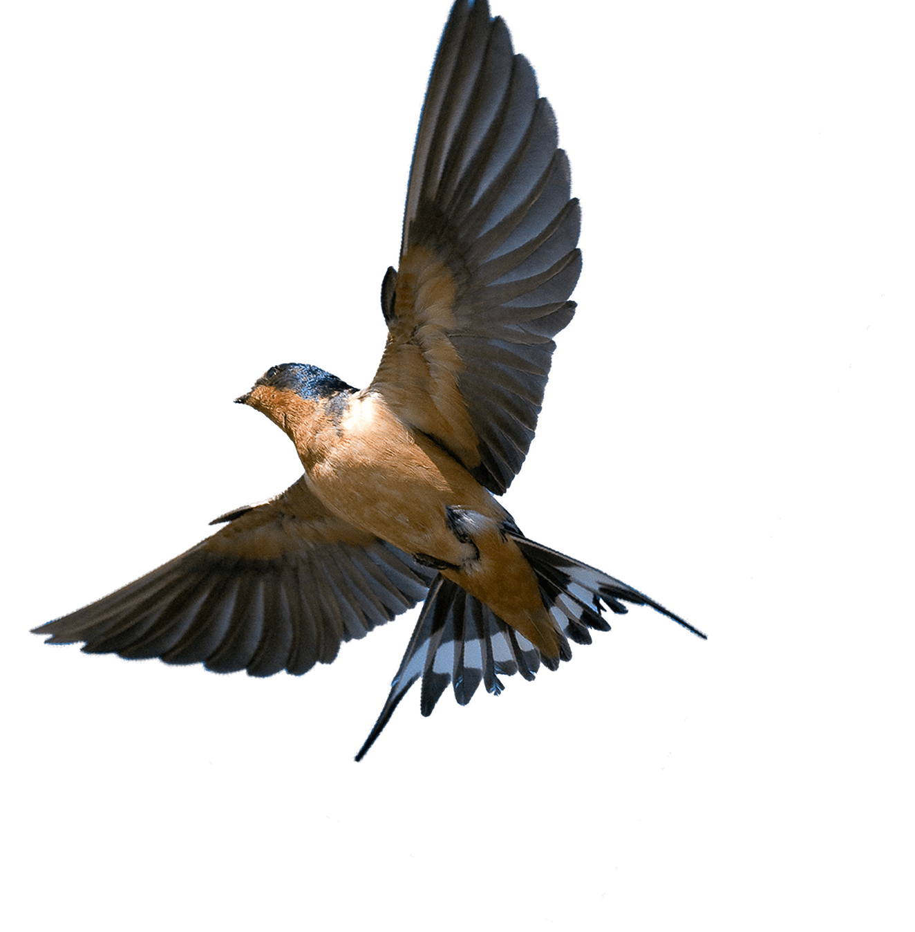 Swallow Wallpapers - Wallpaper Cave