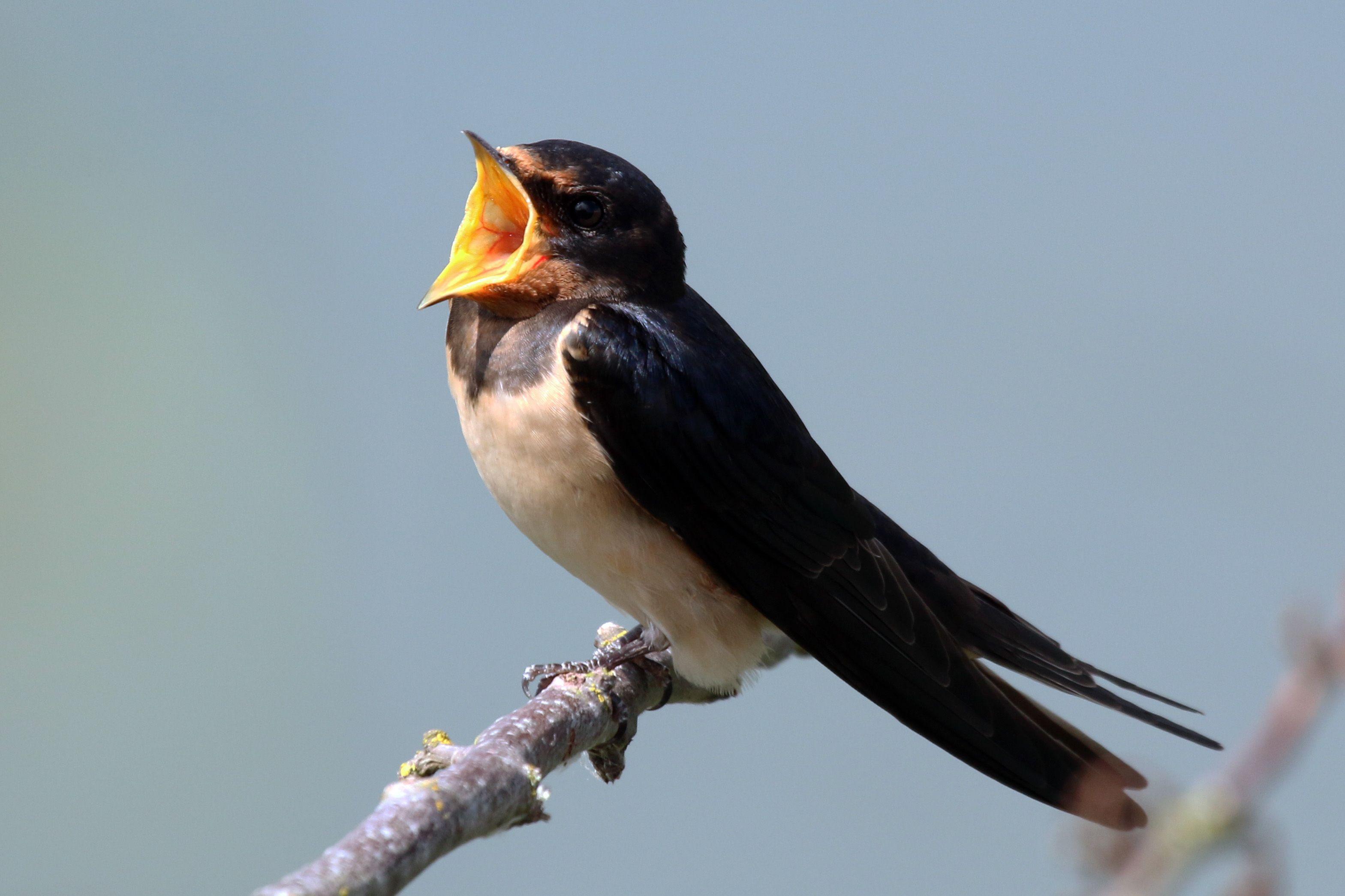 Swallow Wallpaper Image Photo Picture Background
