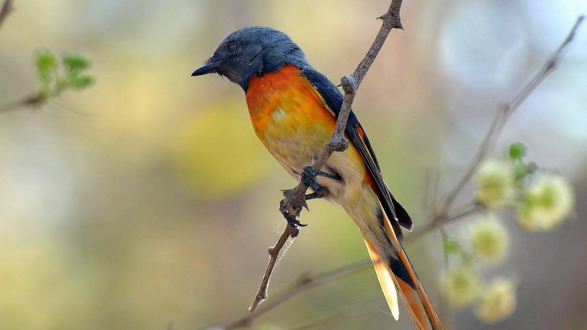 Swallow Wallpapers - Wallpaper Cave