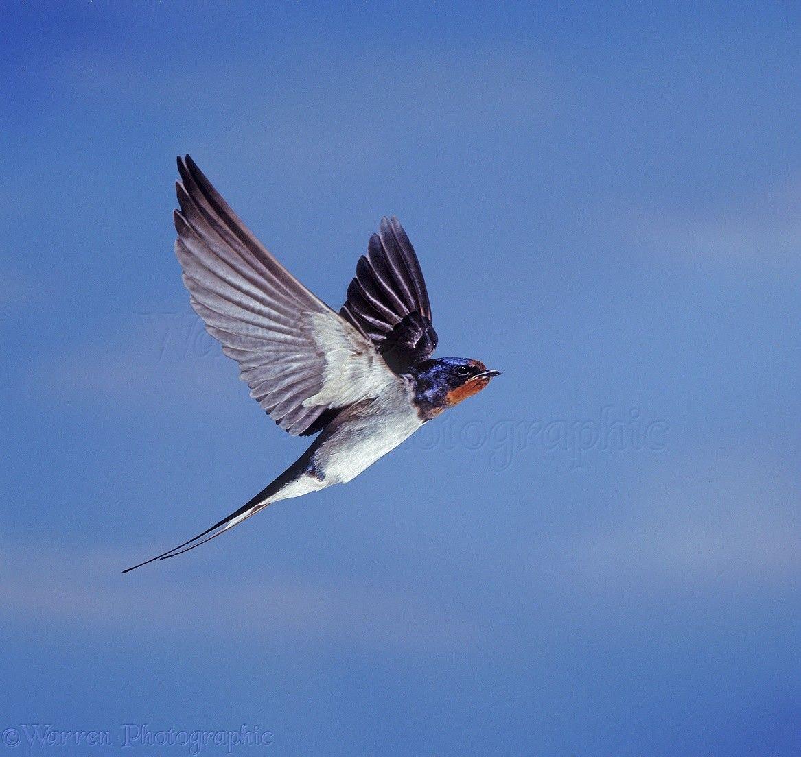 Swallow Wallpapers - Wallpaper Cave