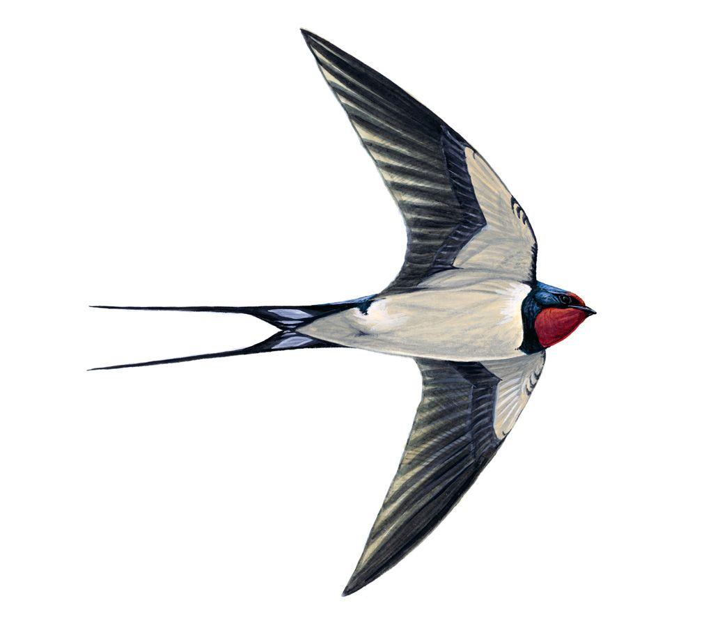 Swallow Wallpapers - Wallpaper Cave