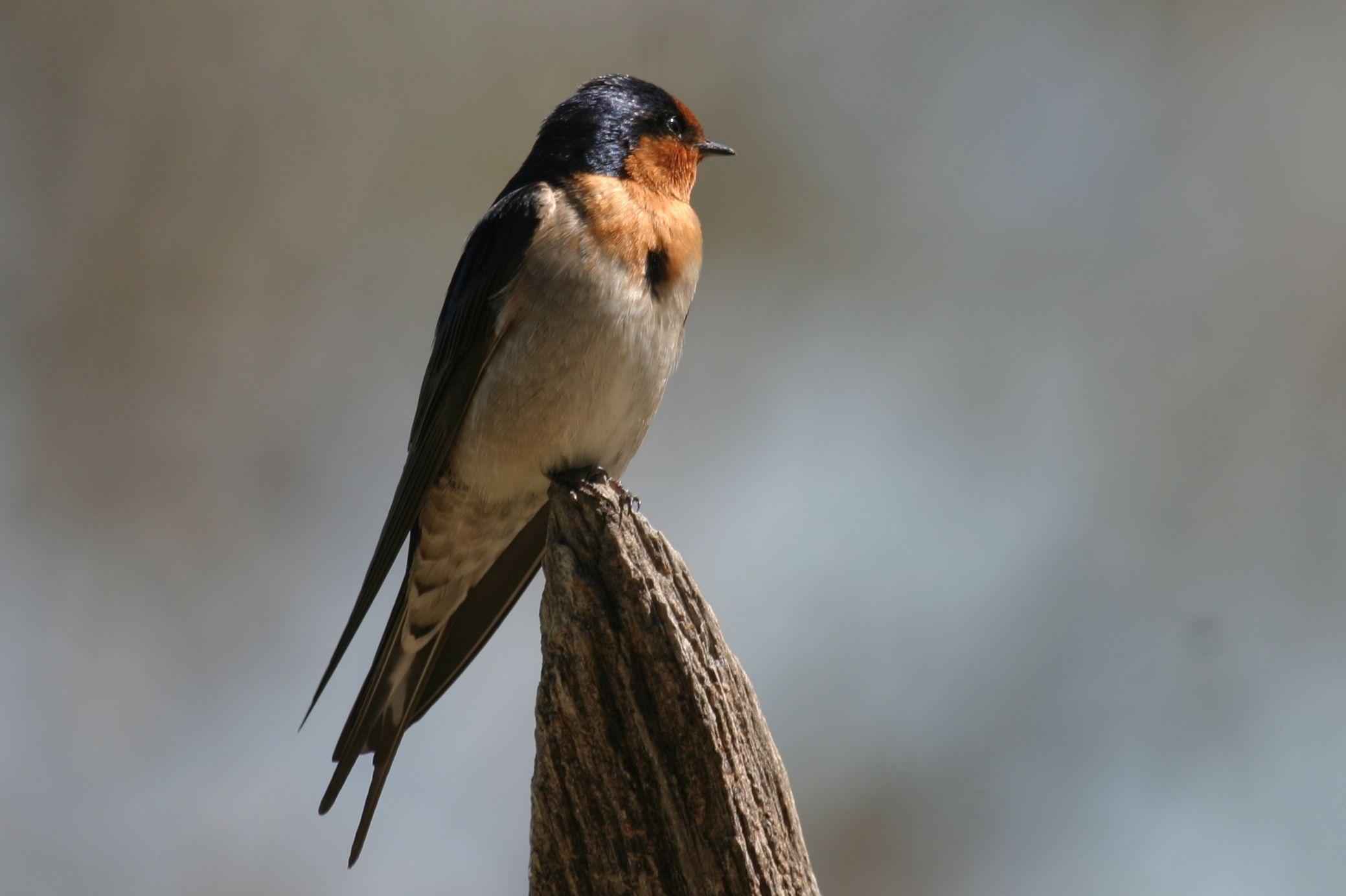 Swallow Wallpapers - Wallpaper Cave