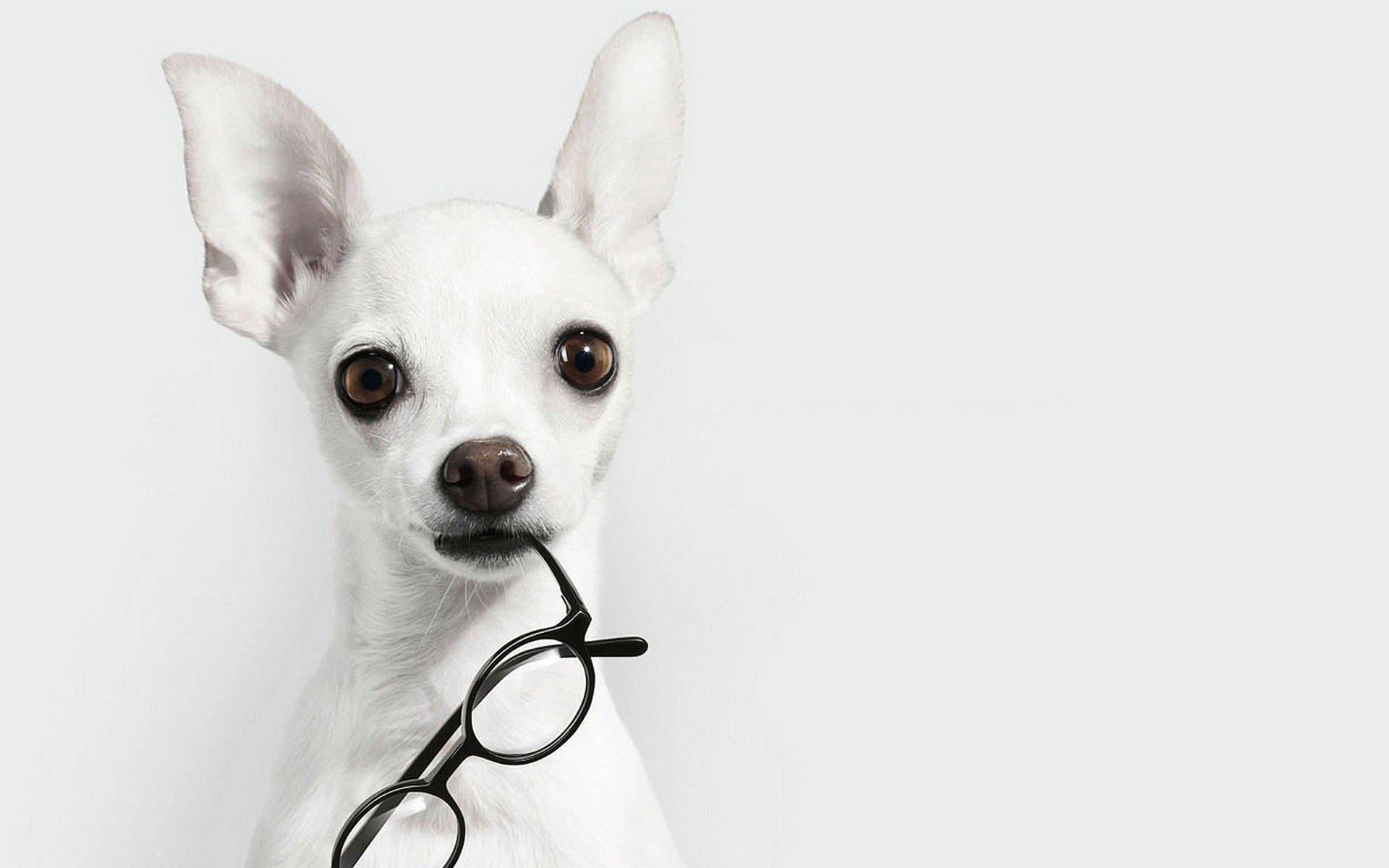 HD White Animals Dogs Glasses Chihuahua Background HD Desktop
