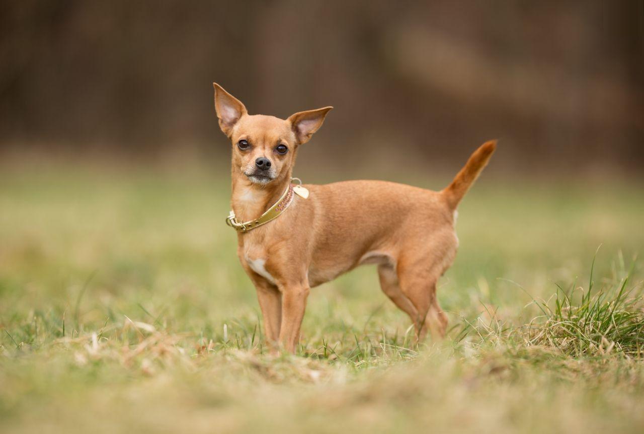 Animals Chihuahua Dog Image Latest New Photo