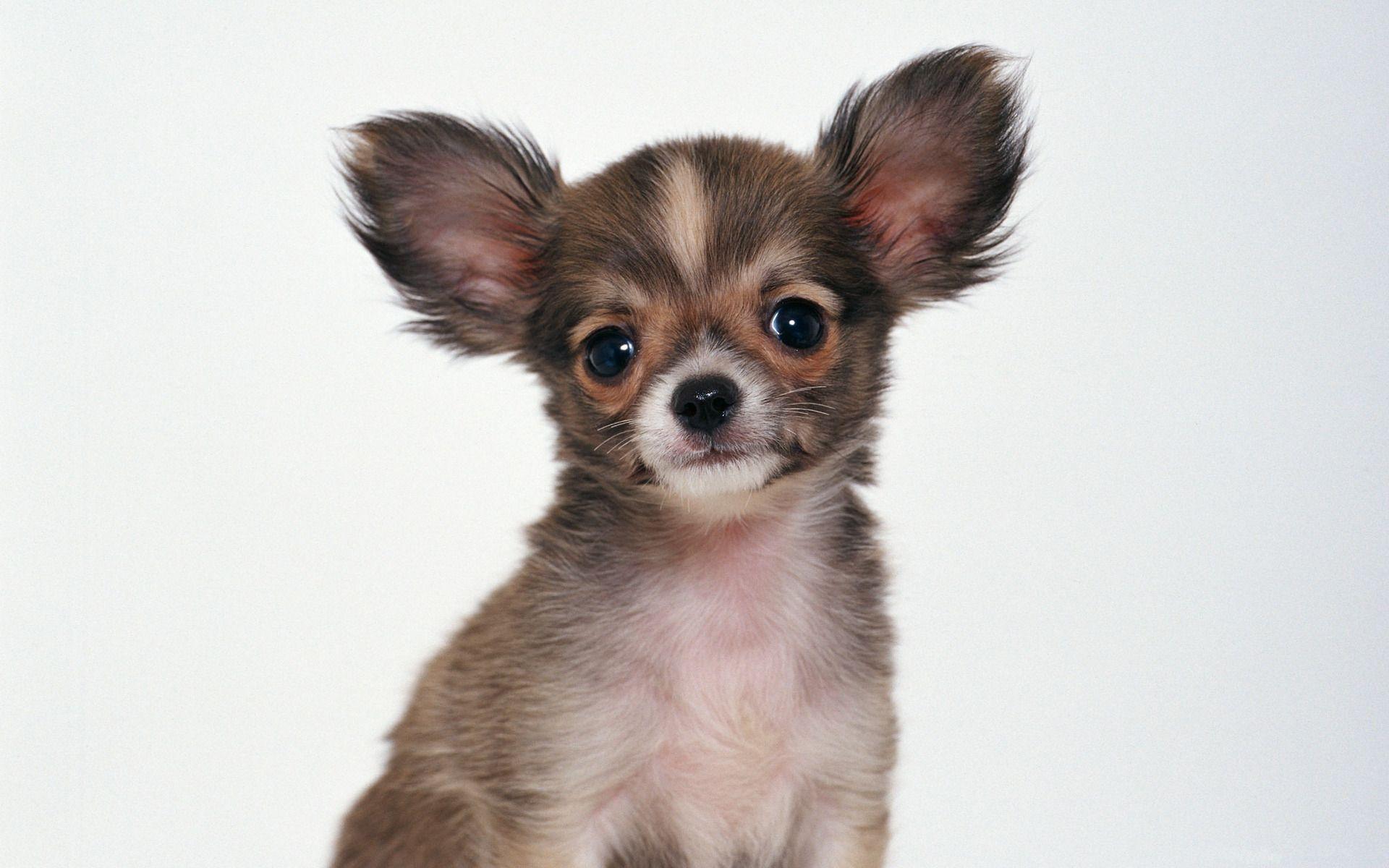 Chihuahua Wallpaper Free Download