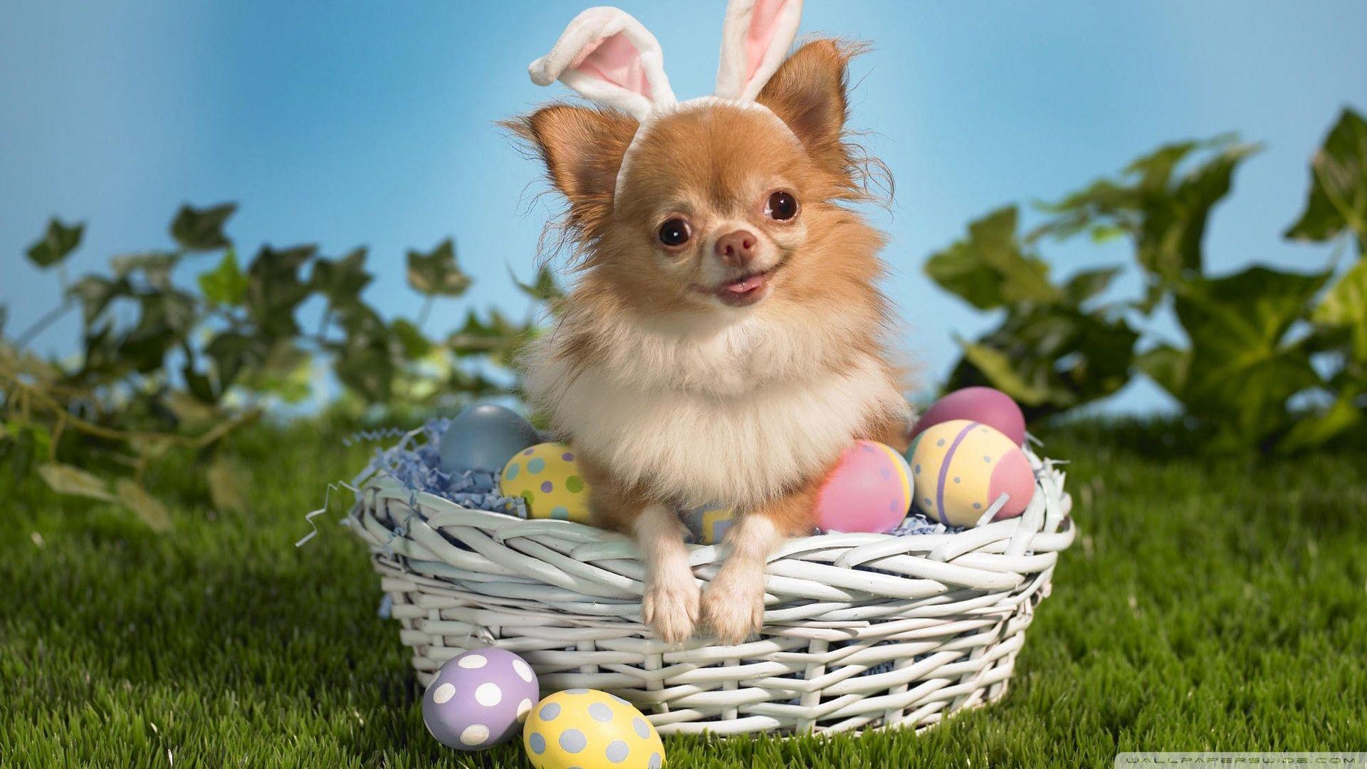 Chihuahua Wearing Bunny Ears ❤ 4K HD Desktop Wallpaper for 4K