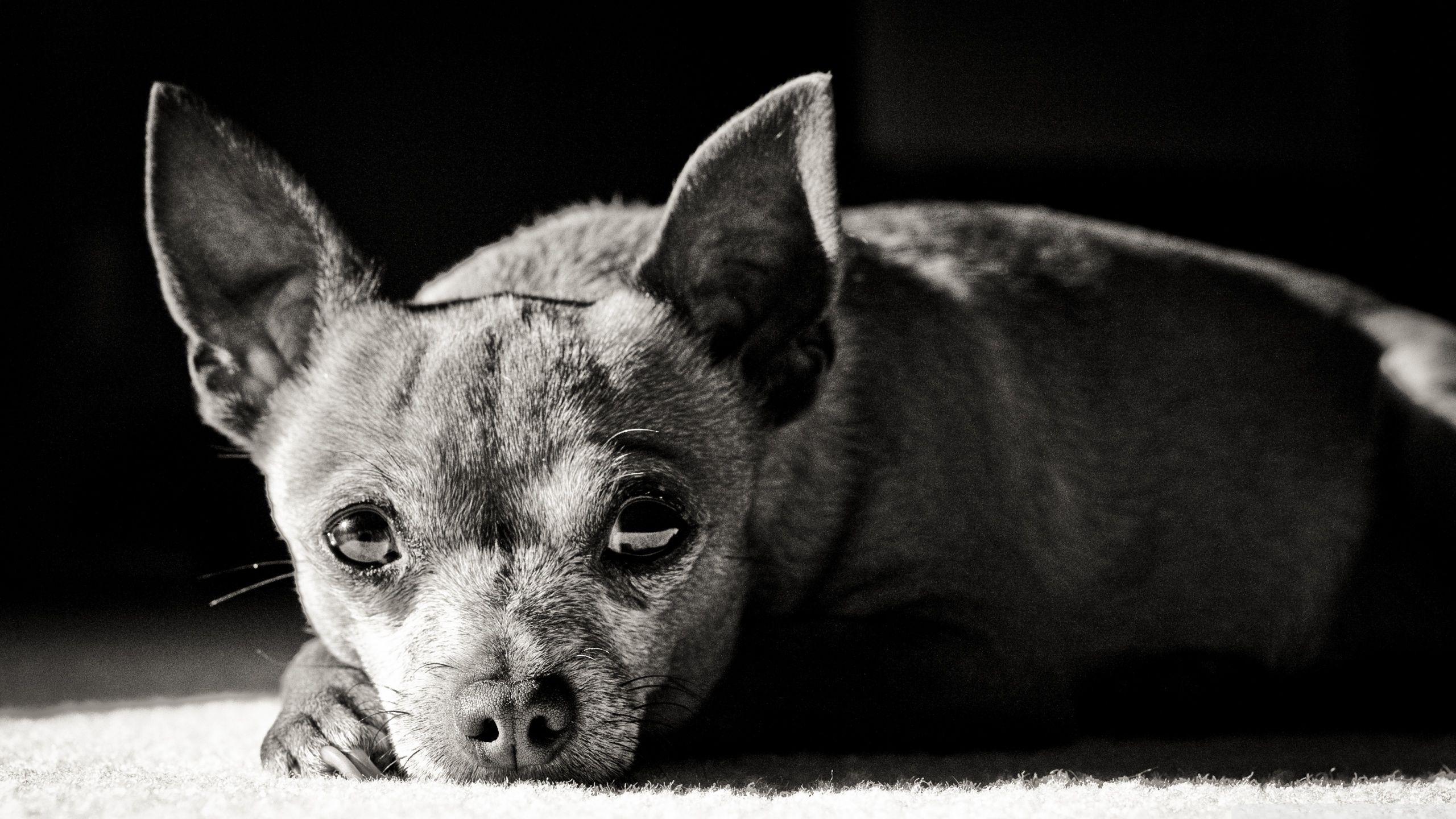 Chihuahua Black and White ❤ 4K HD Desktop Wallpaper for 4K Ultra