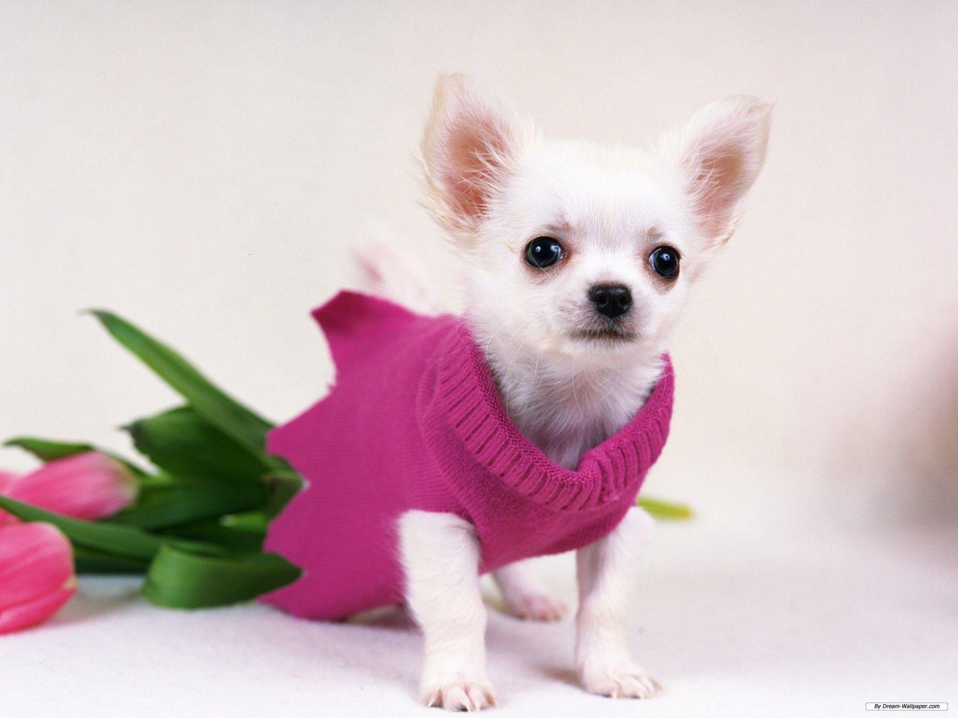 Chihuahuas Very Cute Puppy Wallpapers on WallpaperDog