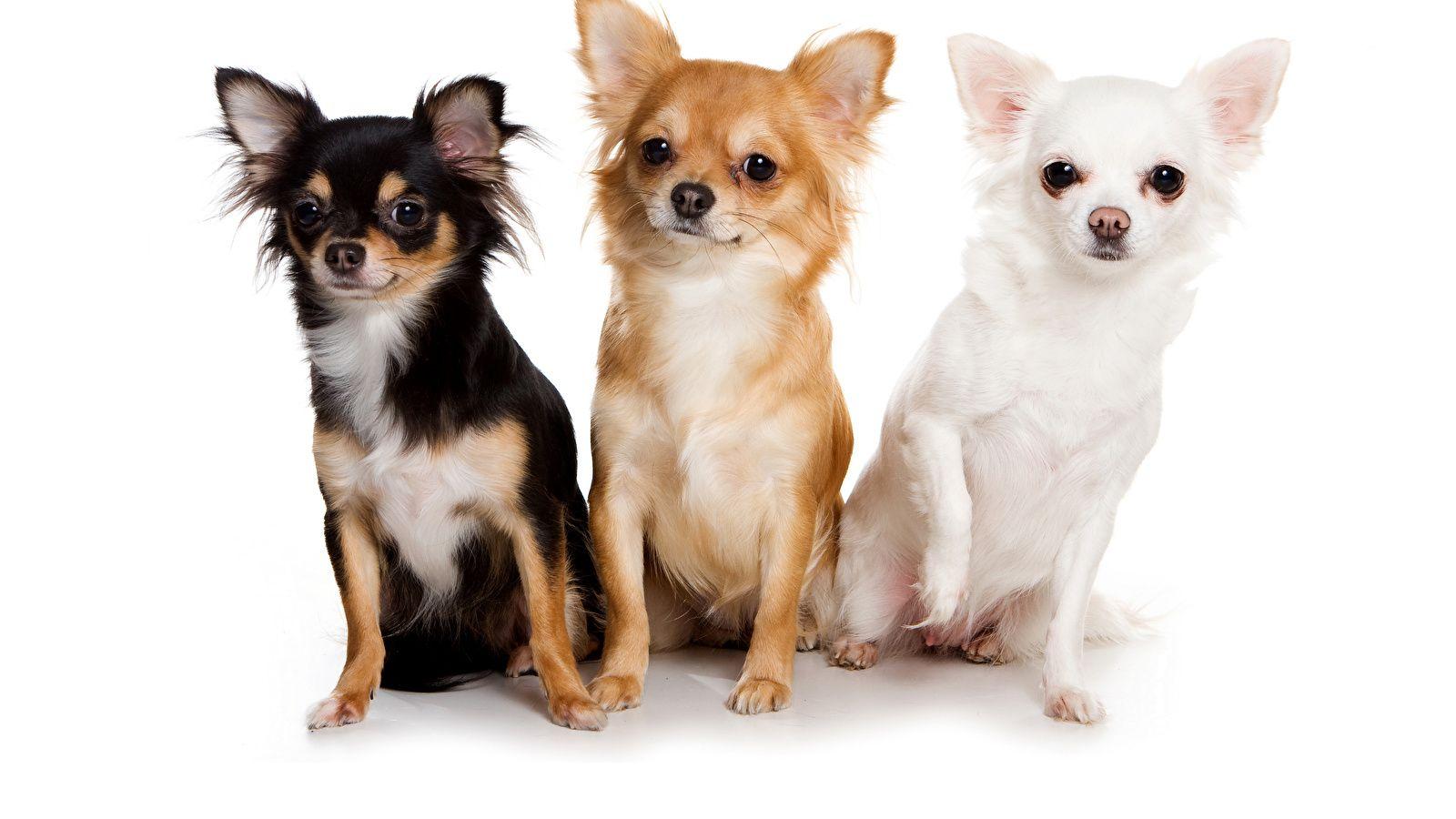 Chihuahua Dogs Three 3 Animals White background 1600x900