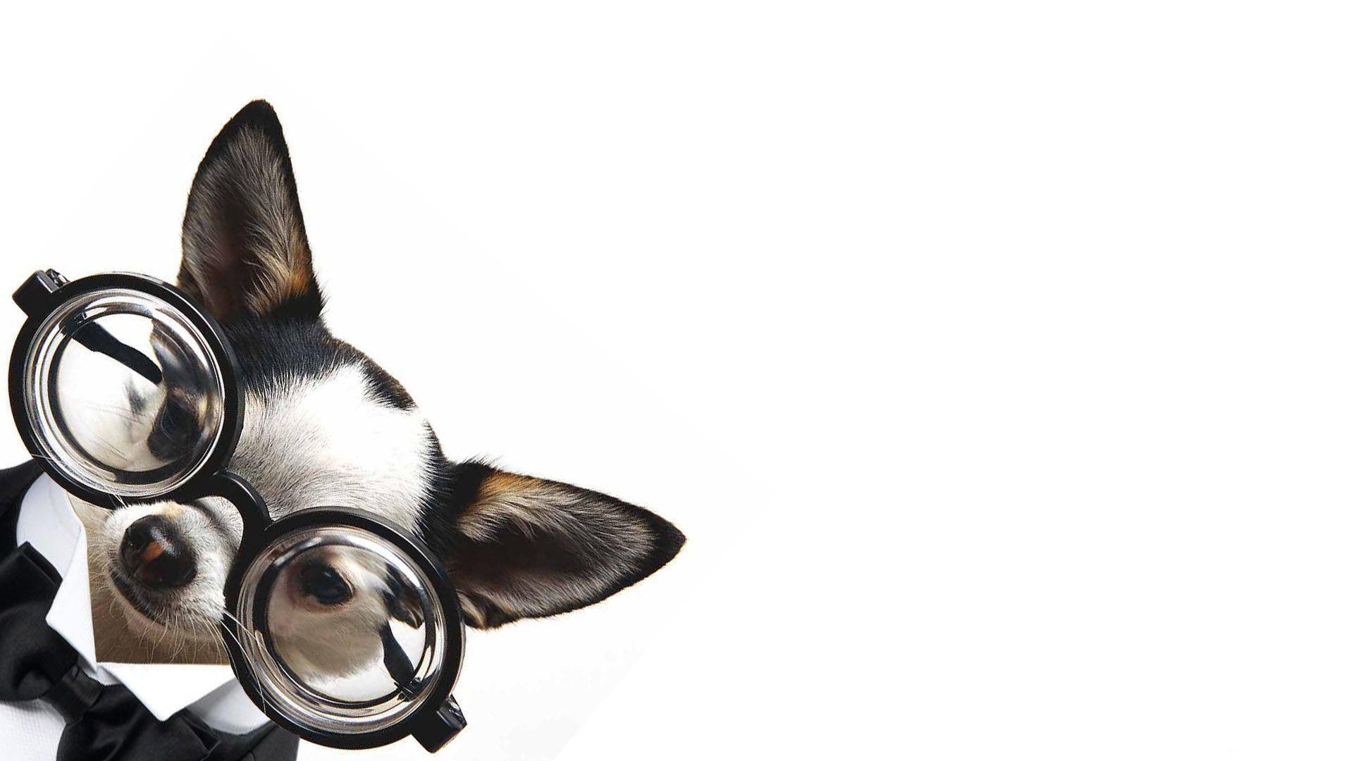 Funny Chihuahua with glasses Wallpaper