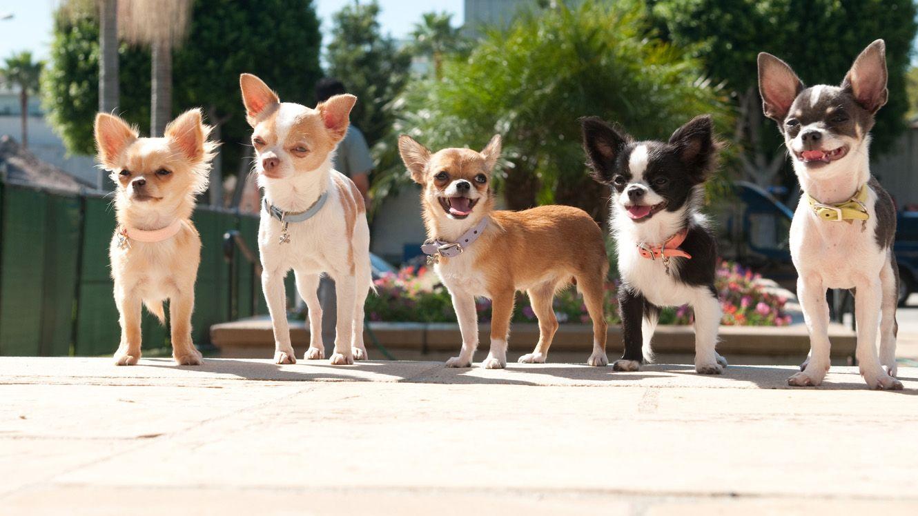 Beverly Hills Chihuahua wallpaper, Movie, HQ Beverly Hills