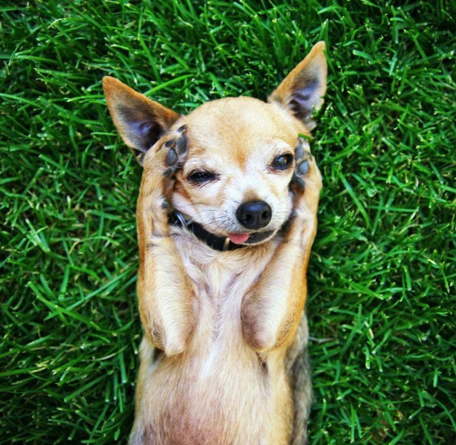 Chihuahua Wallpaper HD Apps on Google Play