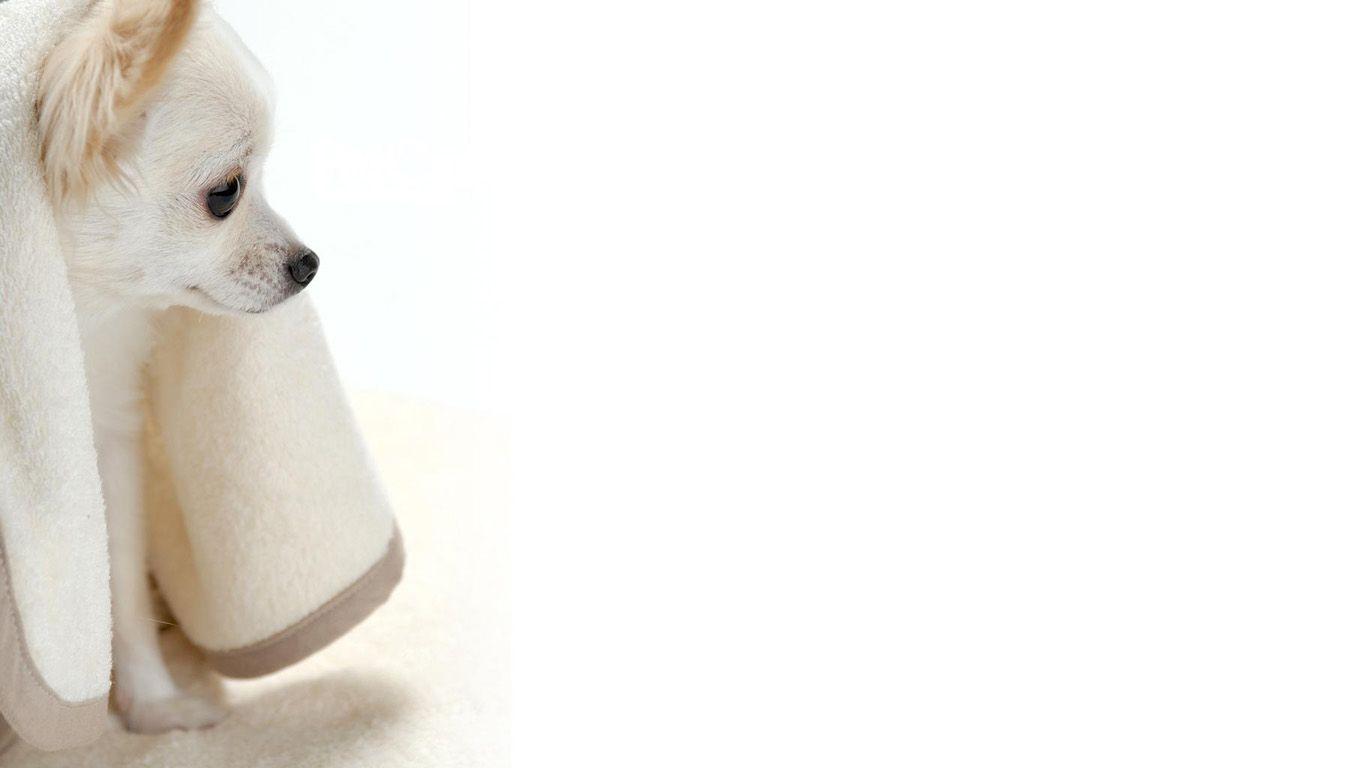 Chihuahua Full HD Quality Wallpaper Archive, B.SCB