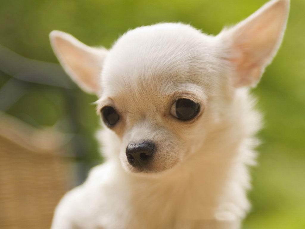 Chihuahua breed Wallpaper HD Download