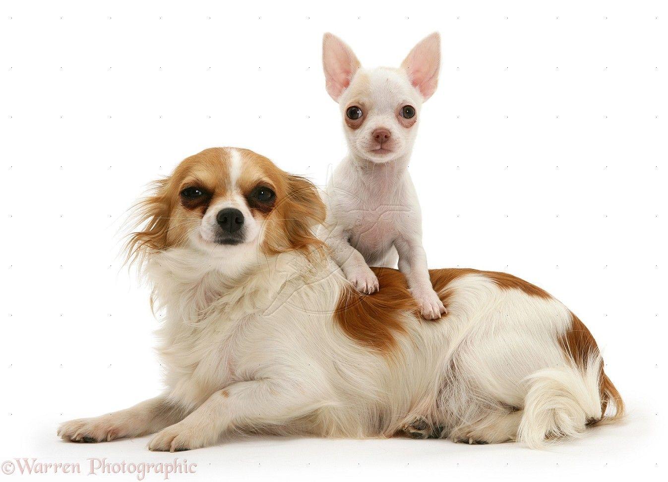 Chihuahua Puppy Photo Wallpaper