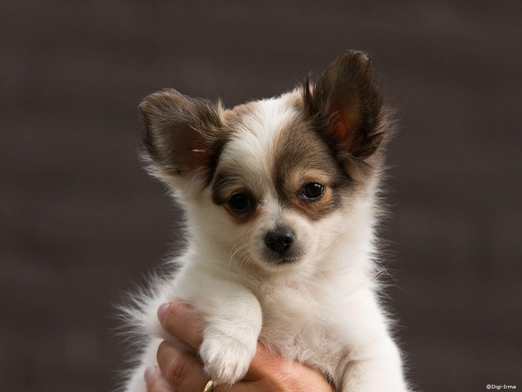 About Puppieswant To Have Background With Chihuahua Puppies