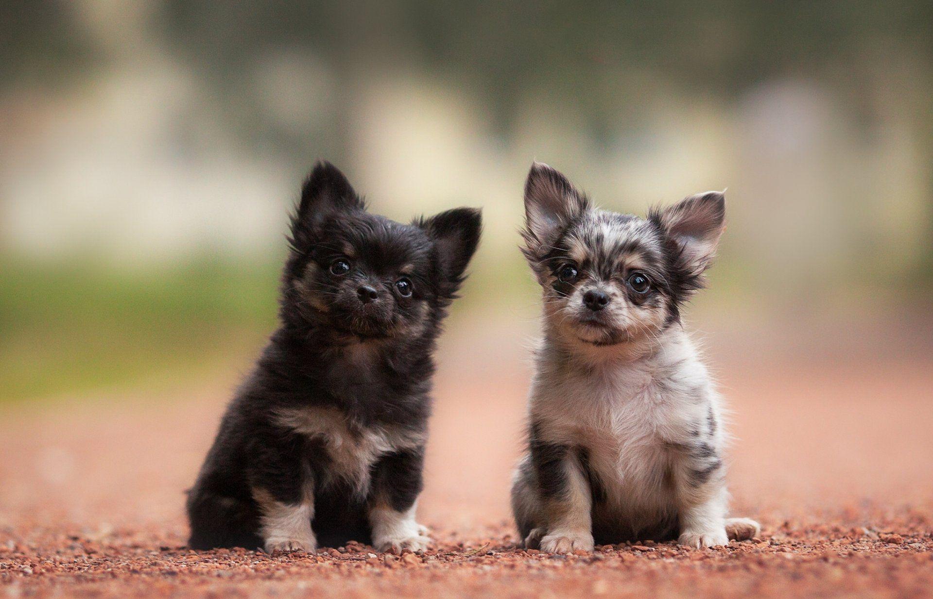 chihuahua dogs puppies kids couple HD wallpaper