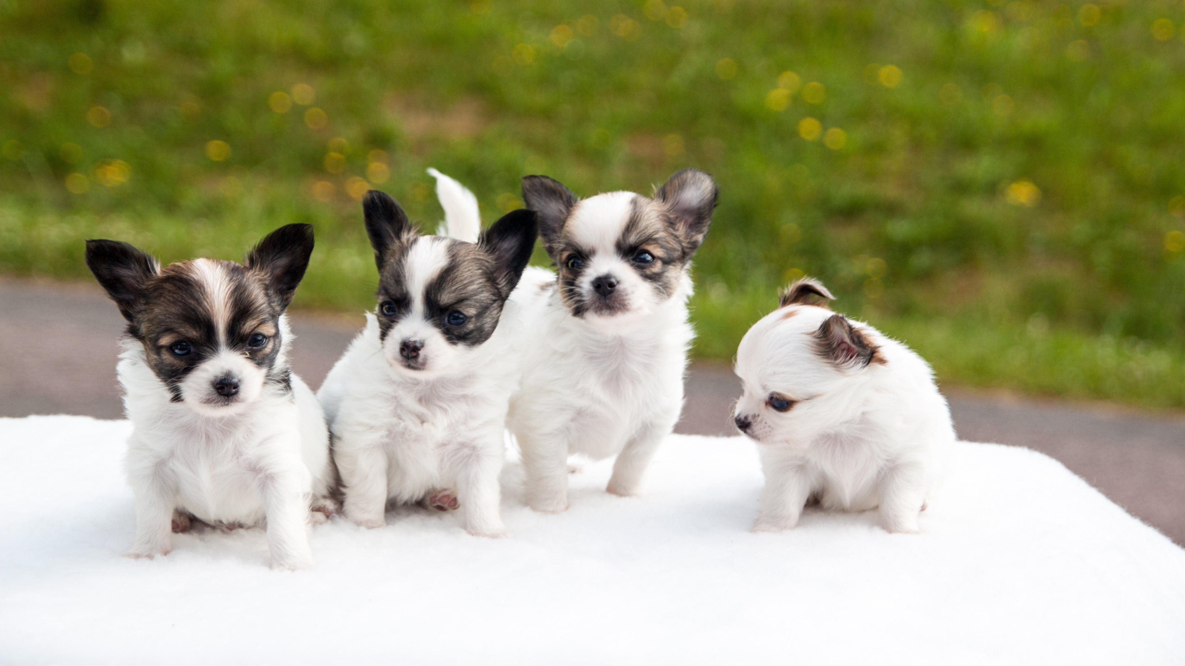 Cute Chihuahua Puppies HD Wallpaper