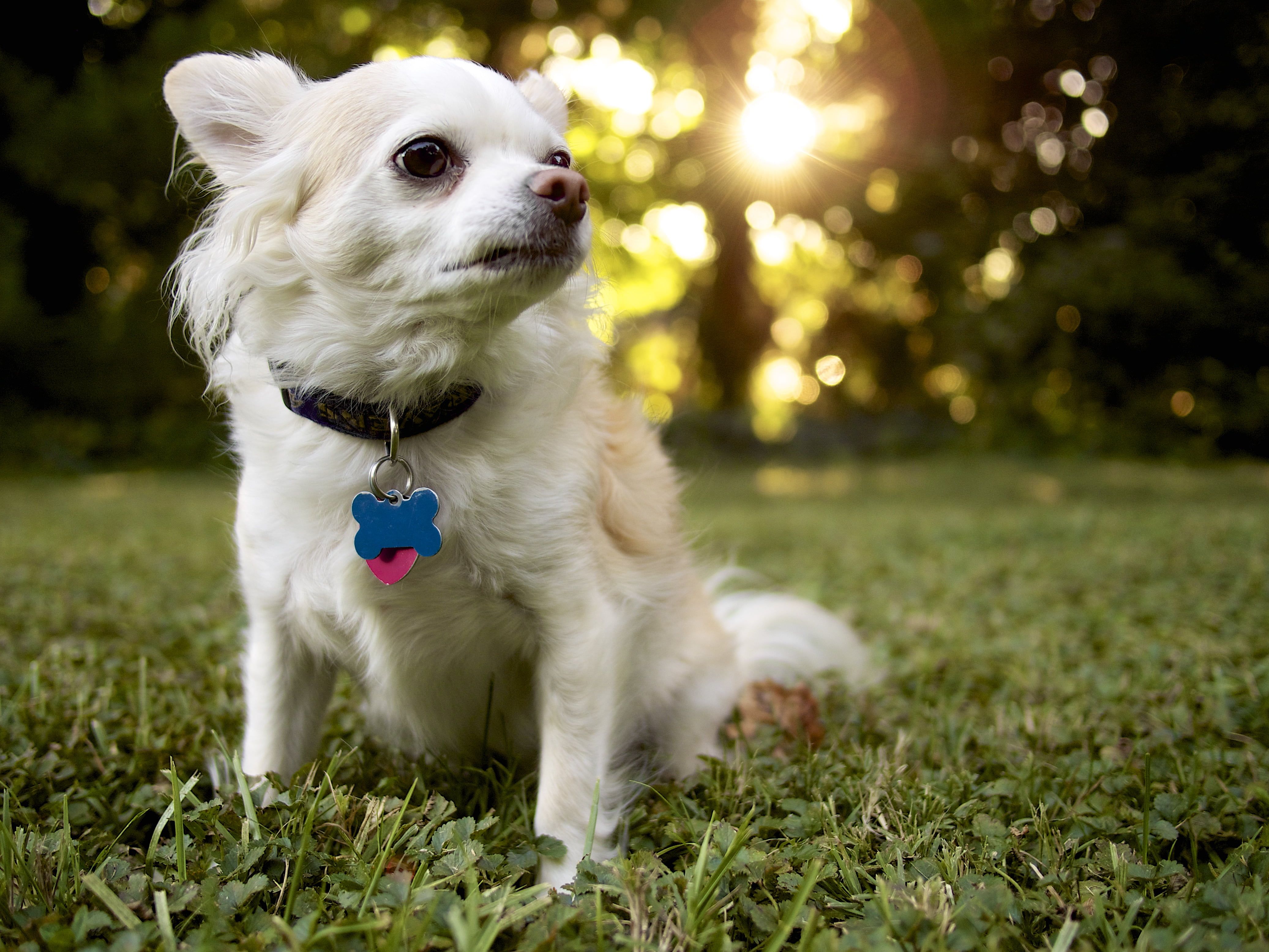 White Long Haired Chihuahua Dog On Green Grass HD Wallpaper