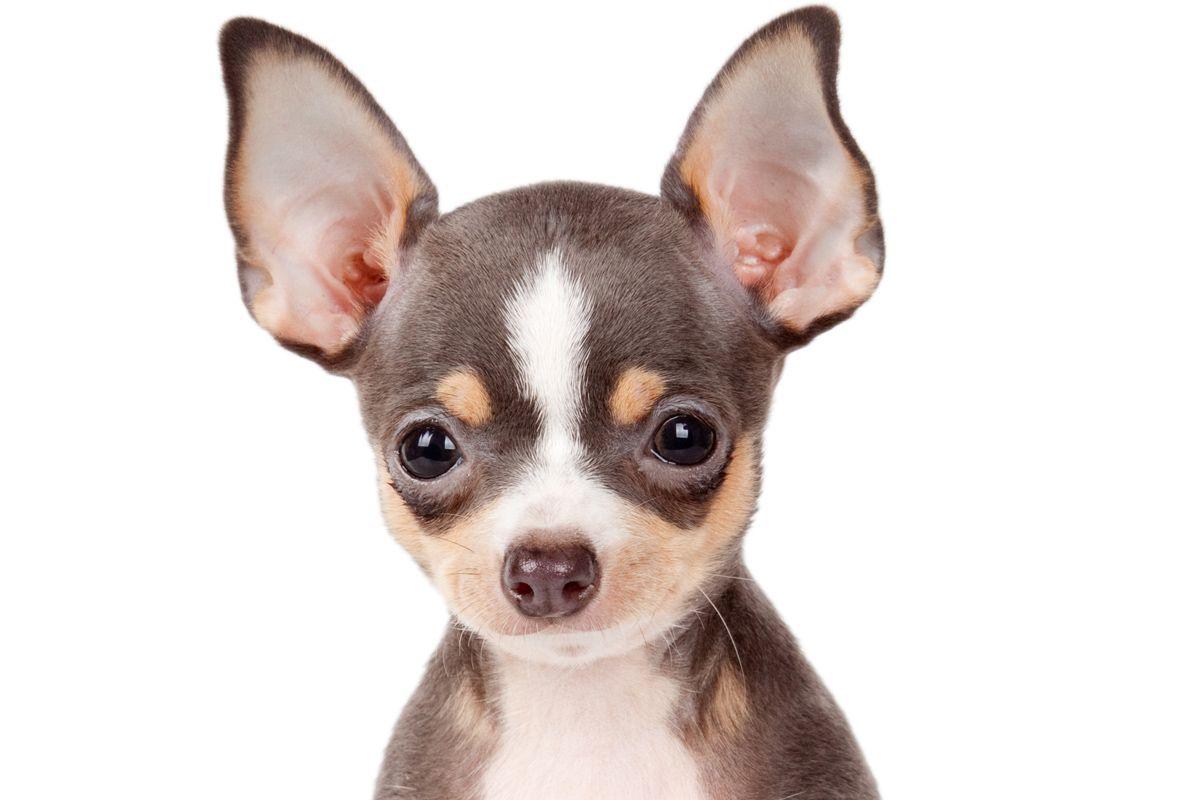 Pet Chihuahua 34 Free HD Wallpaper