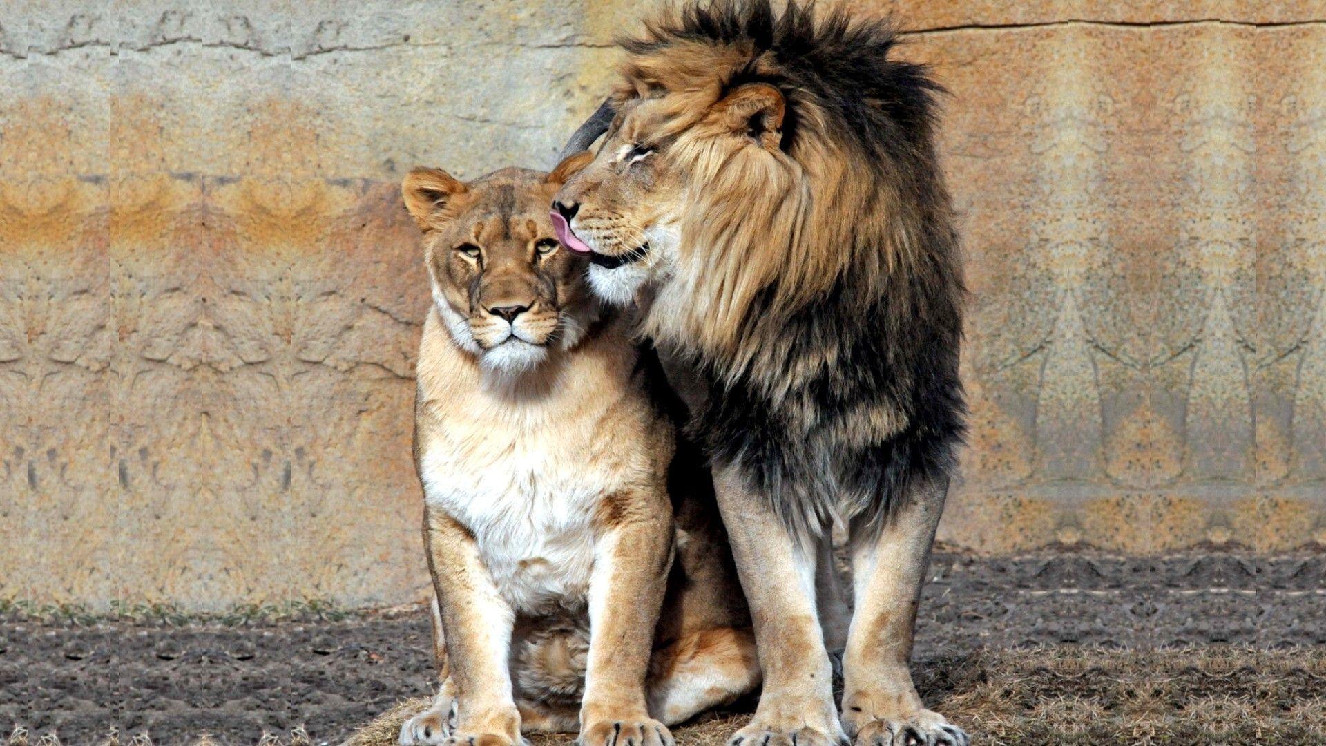 ScreenHeaven: Jungle sweethearts lioness queen couple king lion
