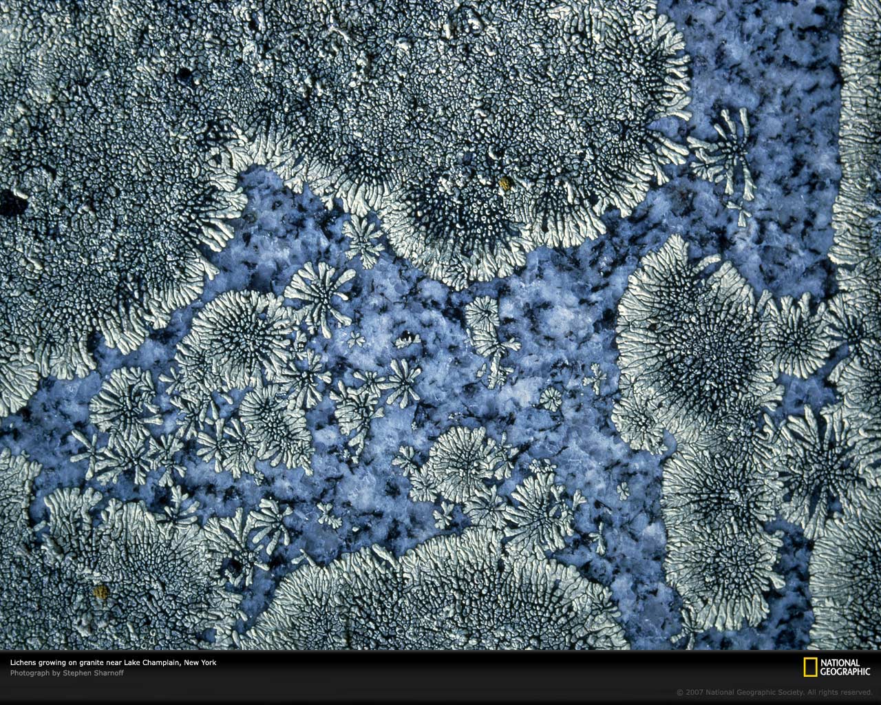 Lichens on Granite