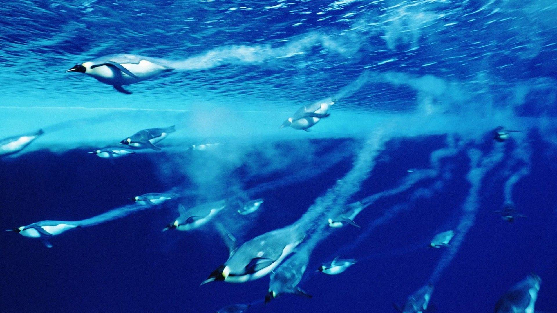 Swimmer Wallpapers - Wallpaper Cave