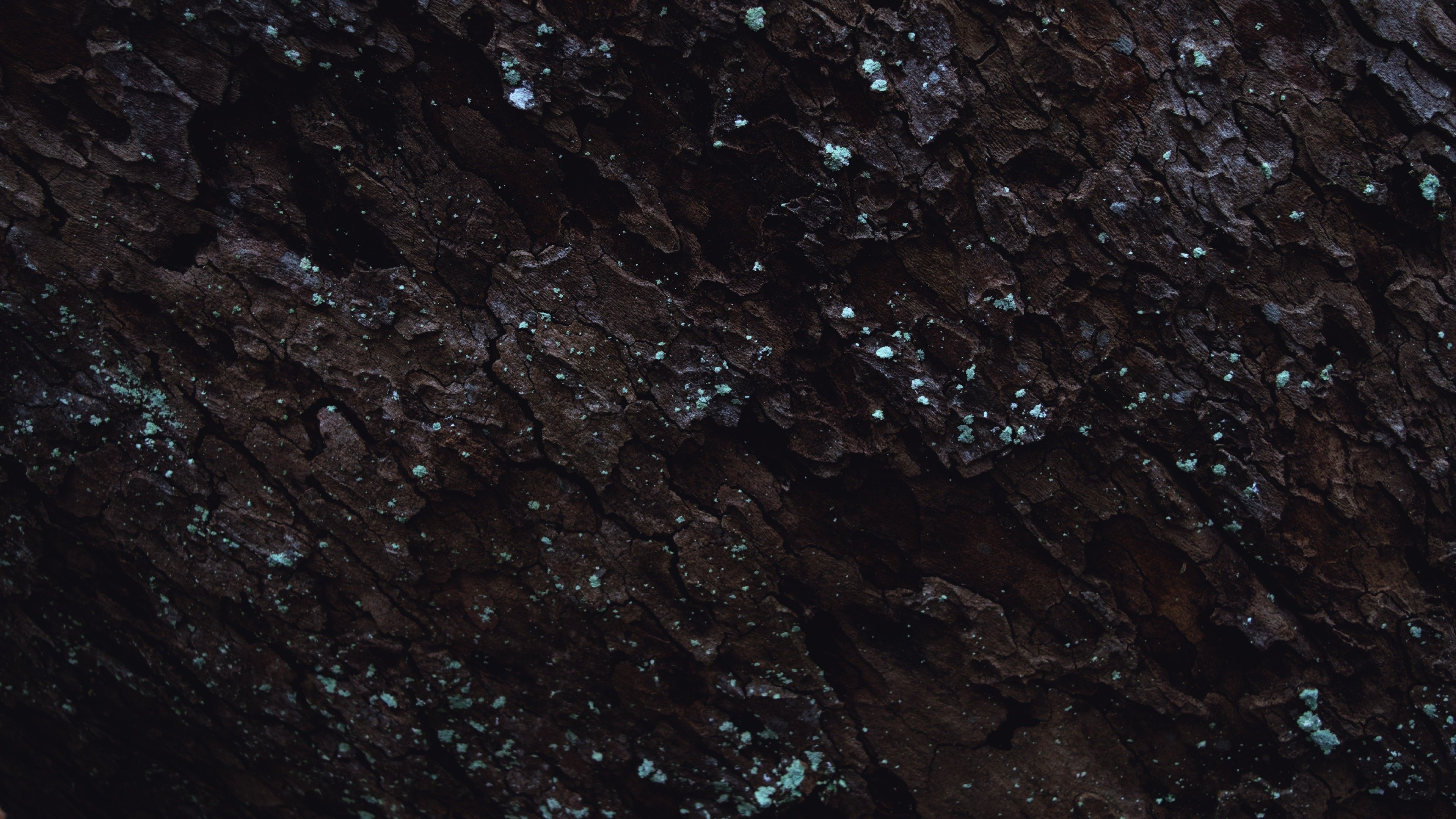 Wallpaper, black, night, water, tree bark, space, sky, Earth