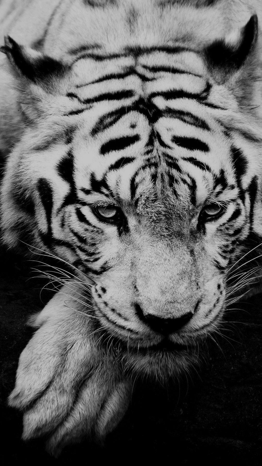 Black And White Tiger Portrait #iPhone #wallpaper. Wild animal