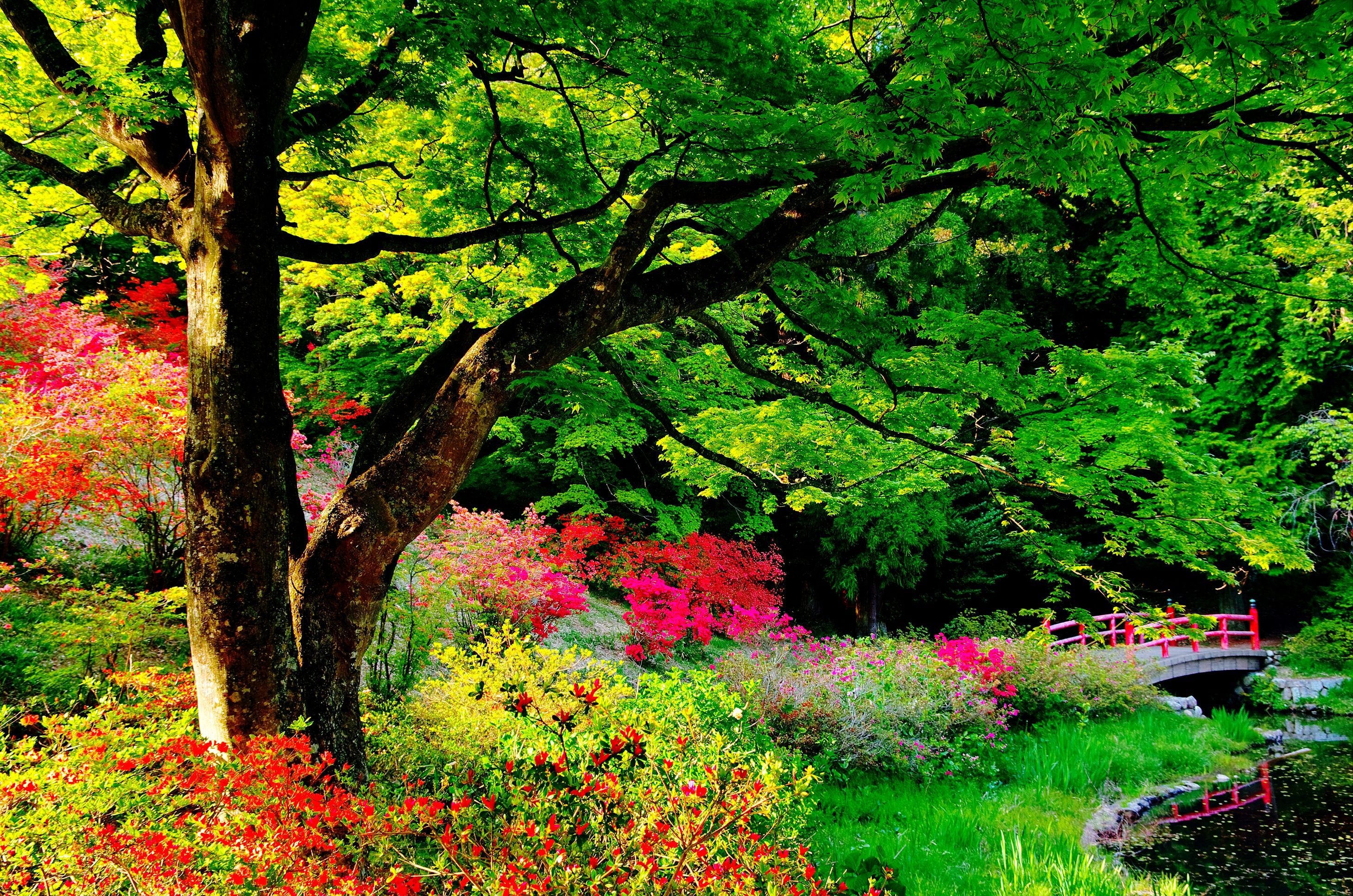 Japanese Garden Full HD Wallpaper and Background Imagex1934