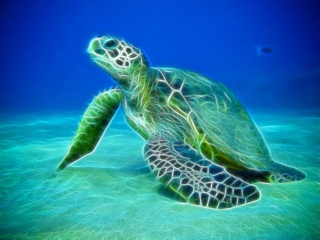 Water Animals Wallpaper