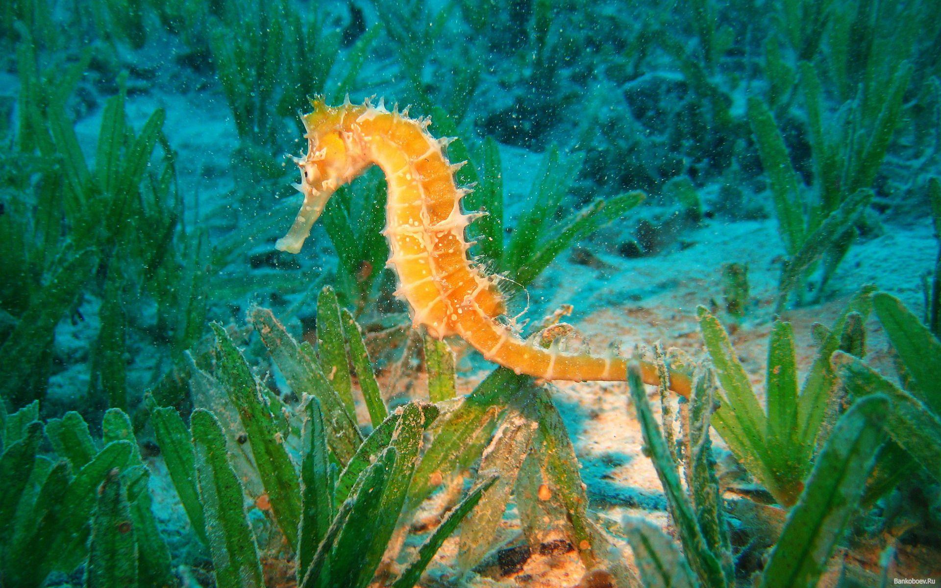 Seahorse animals fishes sea life ocean underwater plants aquarium