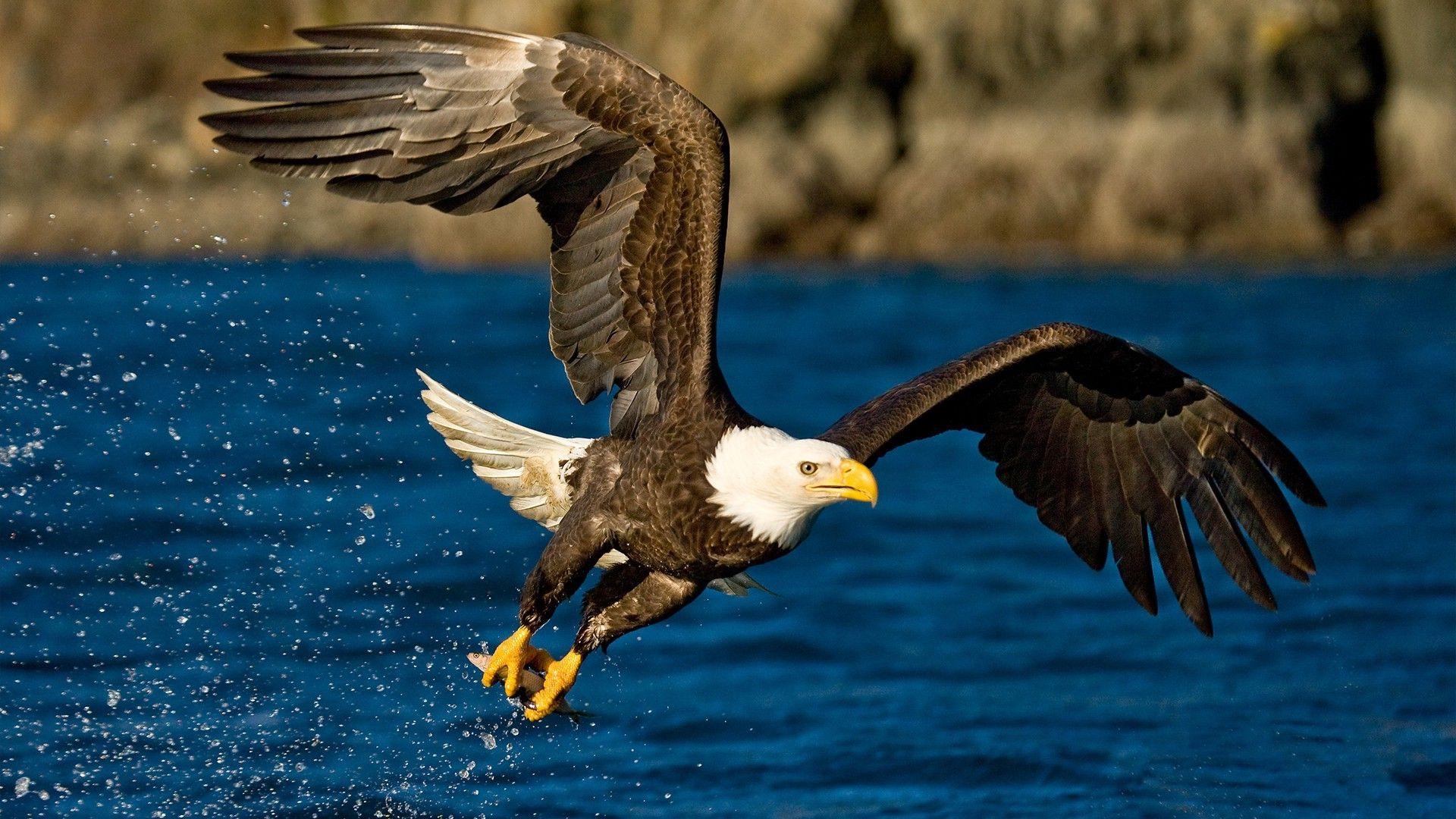 animals, Eagle, Birds, Water Wallpaper HD / Desktop and Mobile