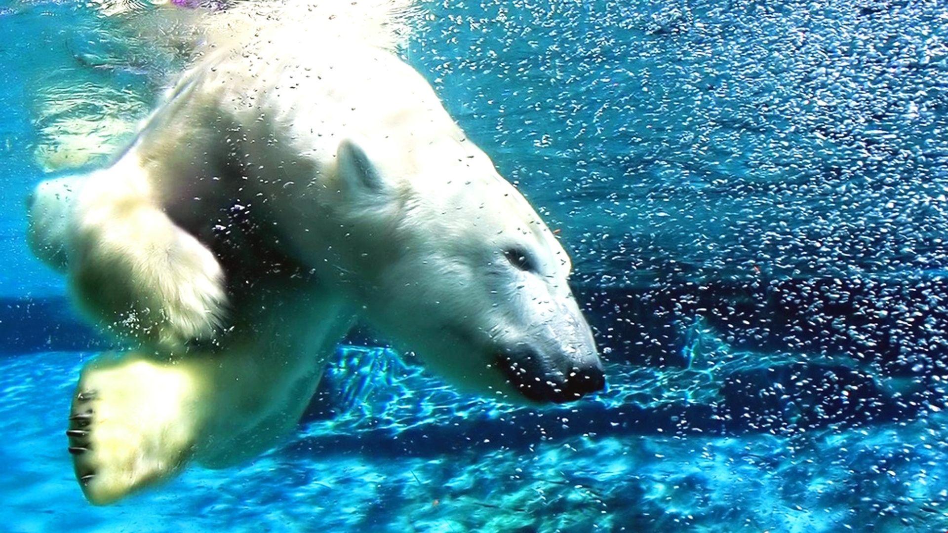 polar bear, water, dive Background. HD
