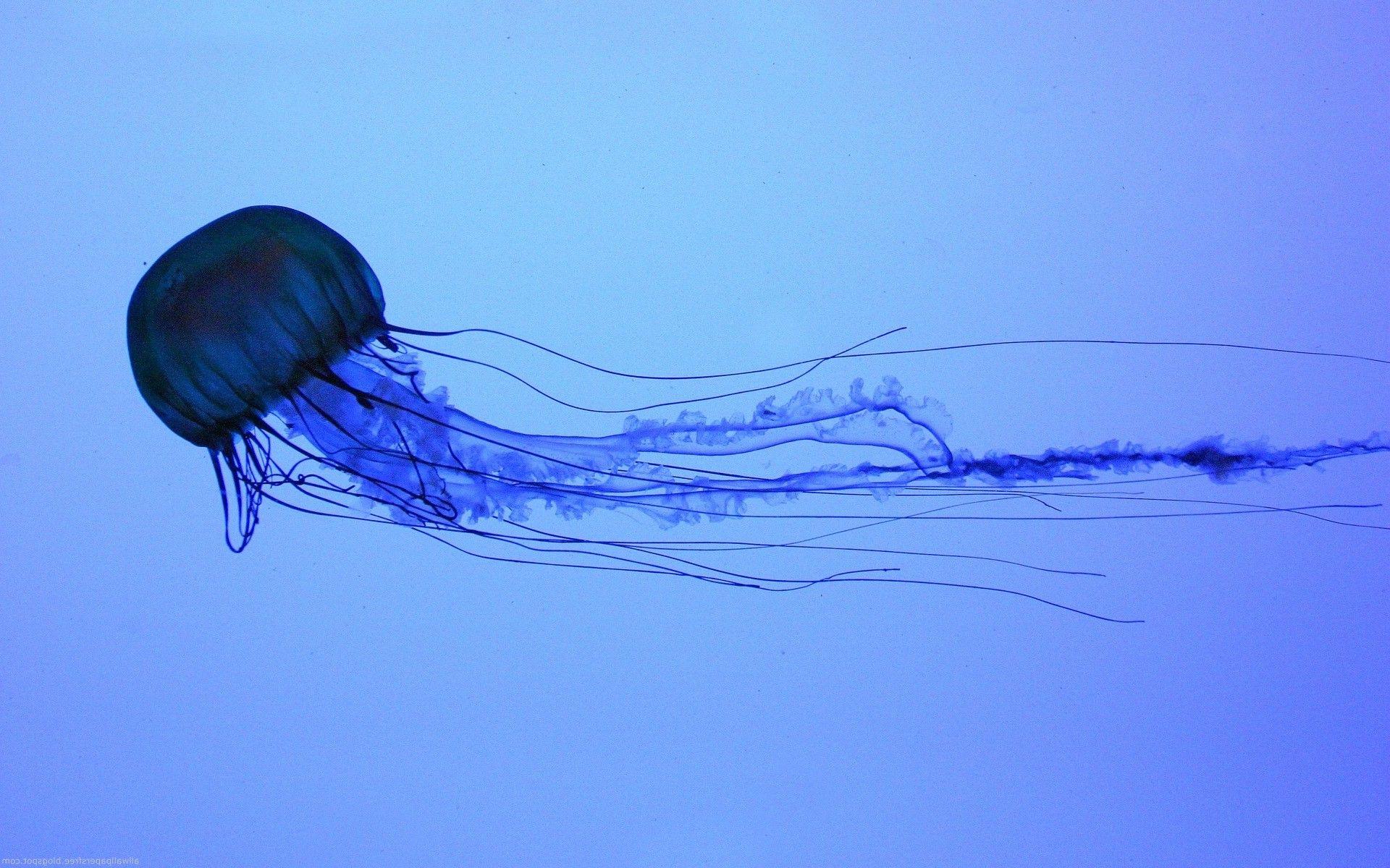 jellyfish, Water, Animals, Medusa Wallpaper HD / Desktop