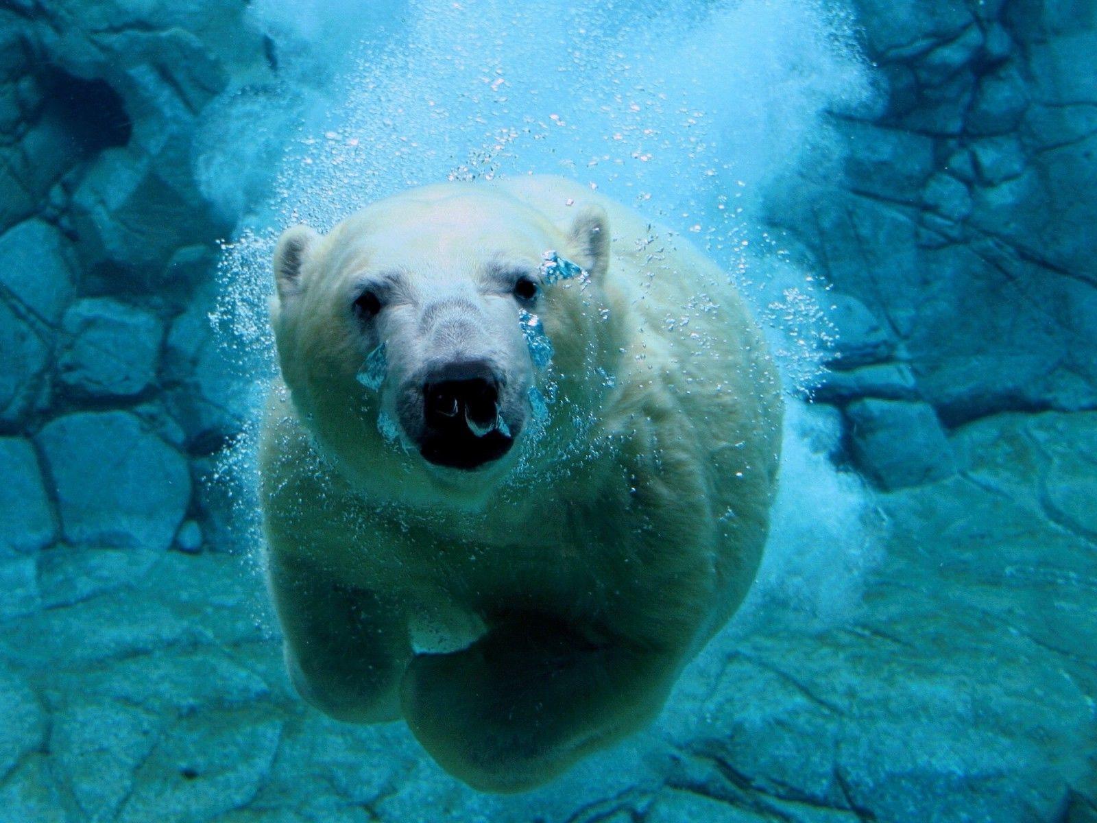 polar bears animals water split view wallpaper and background