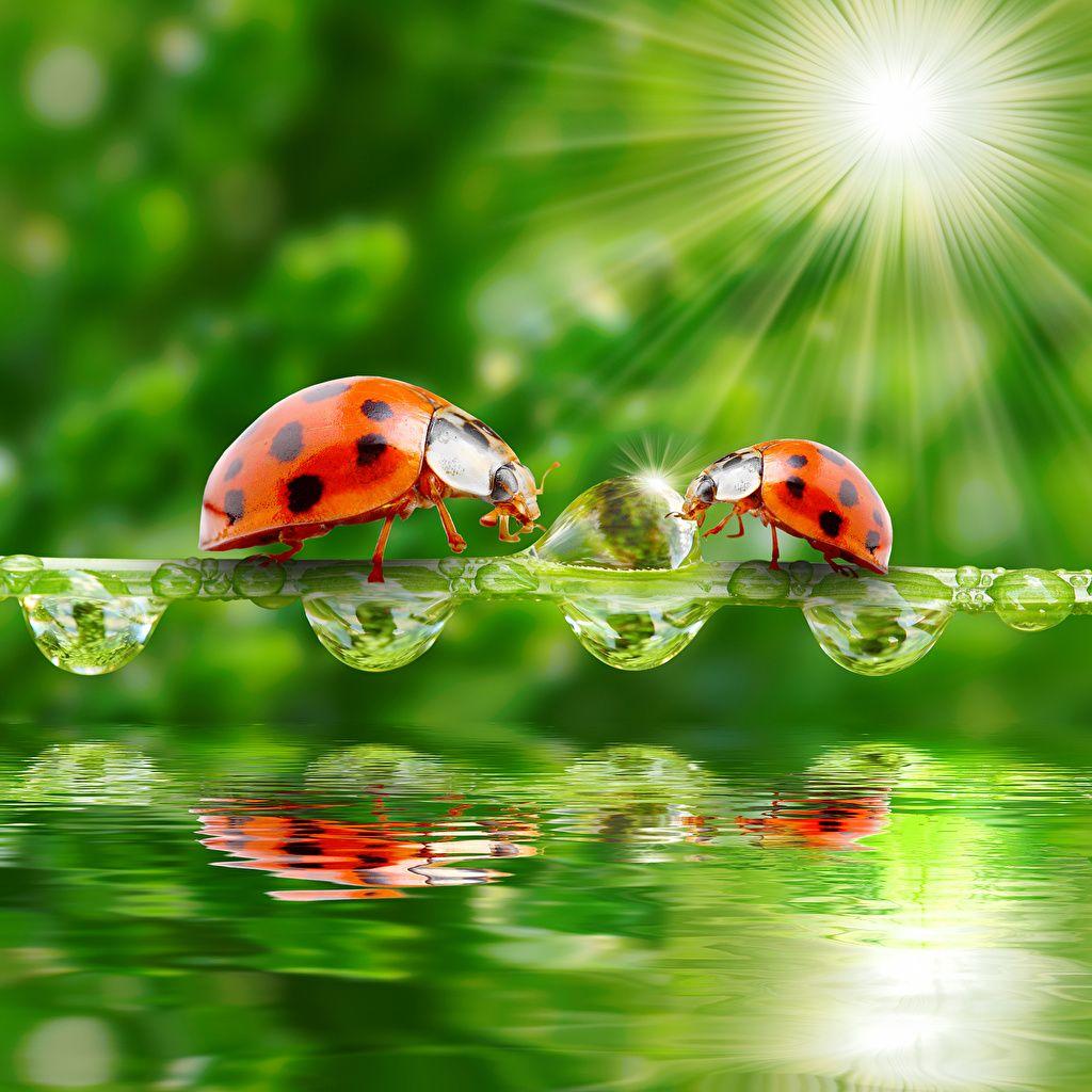 Wallpaper Rays of light Coccinellidae 2 Drops Water Animals