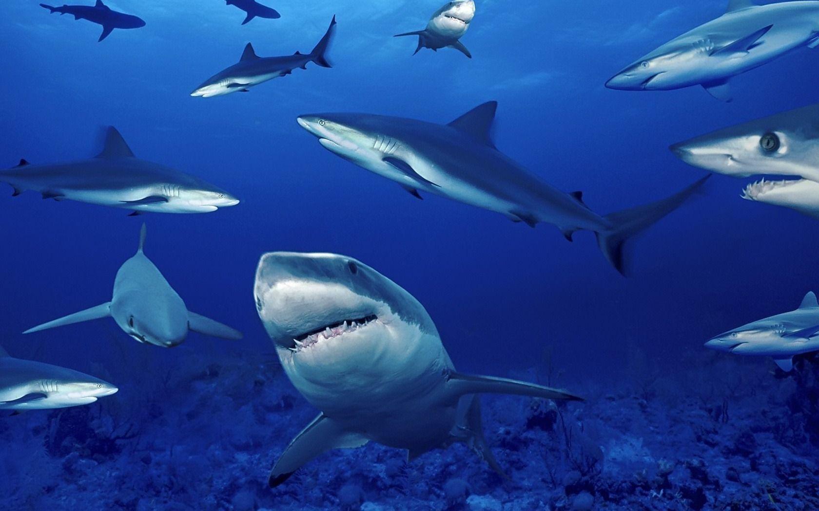 Shark HD Wallpaper Image Picture Photo Download
