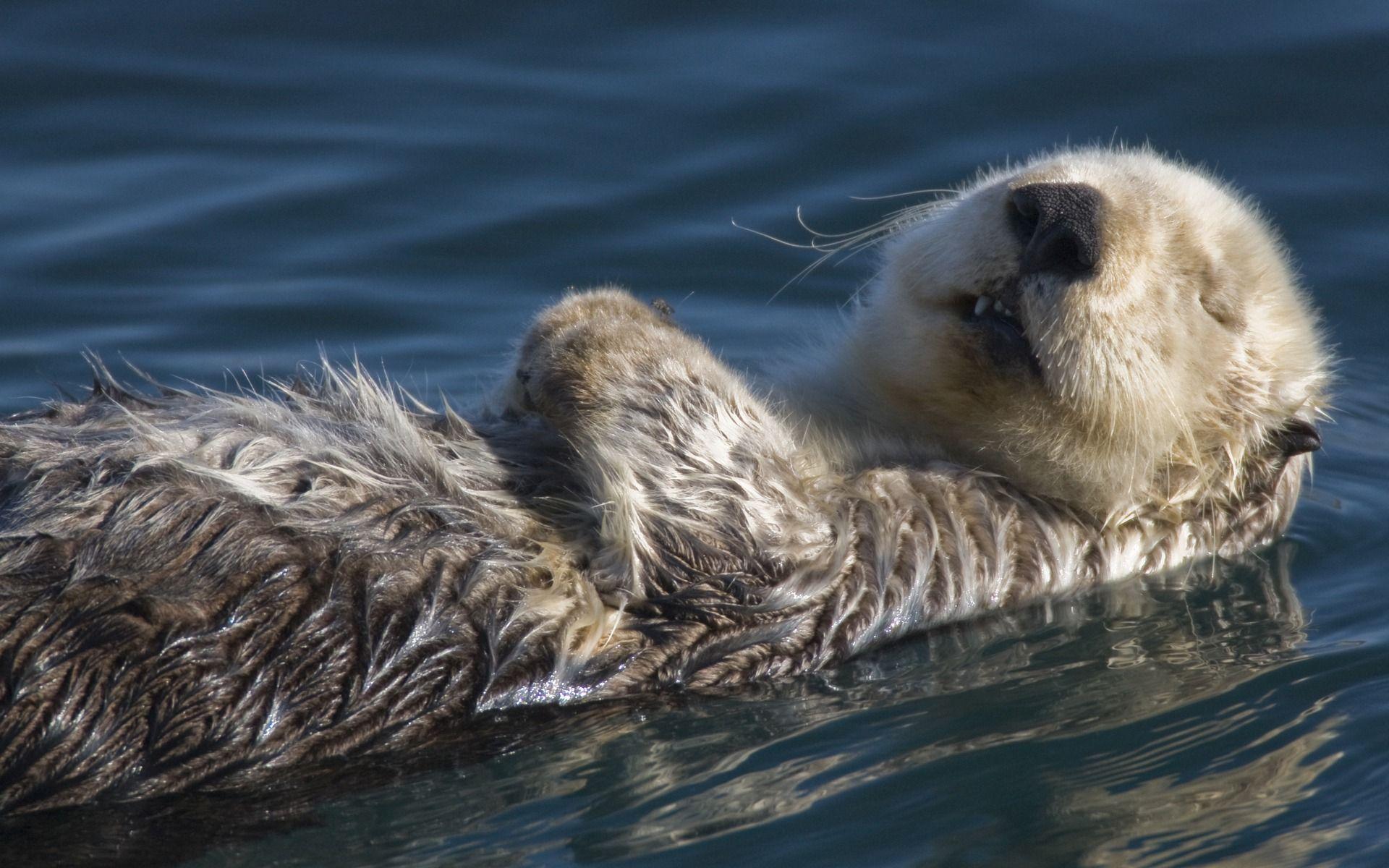 Cute Sea Otters Wallpaper