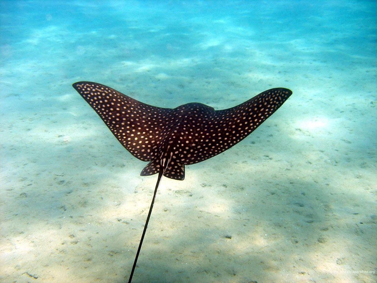 Water Animals Wallpapers Wallpaper Cave