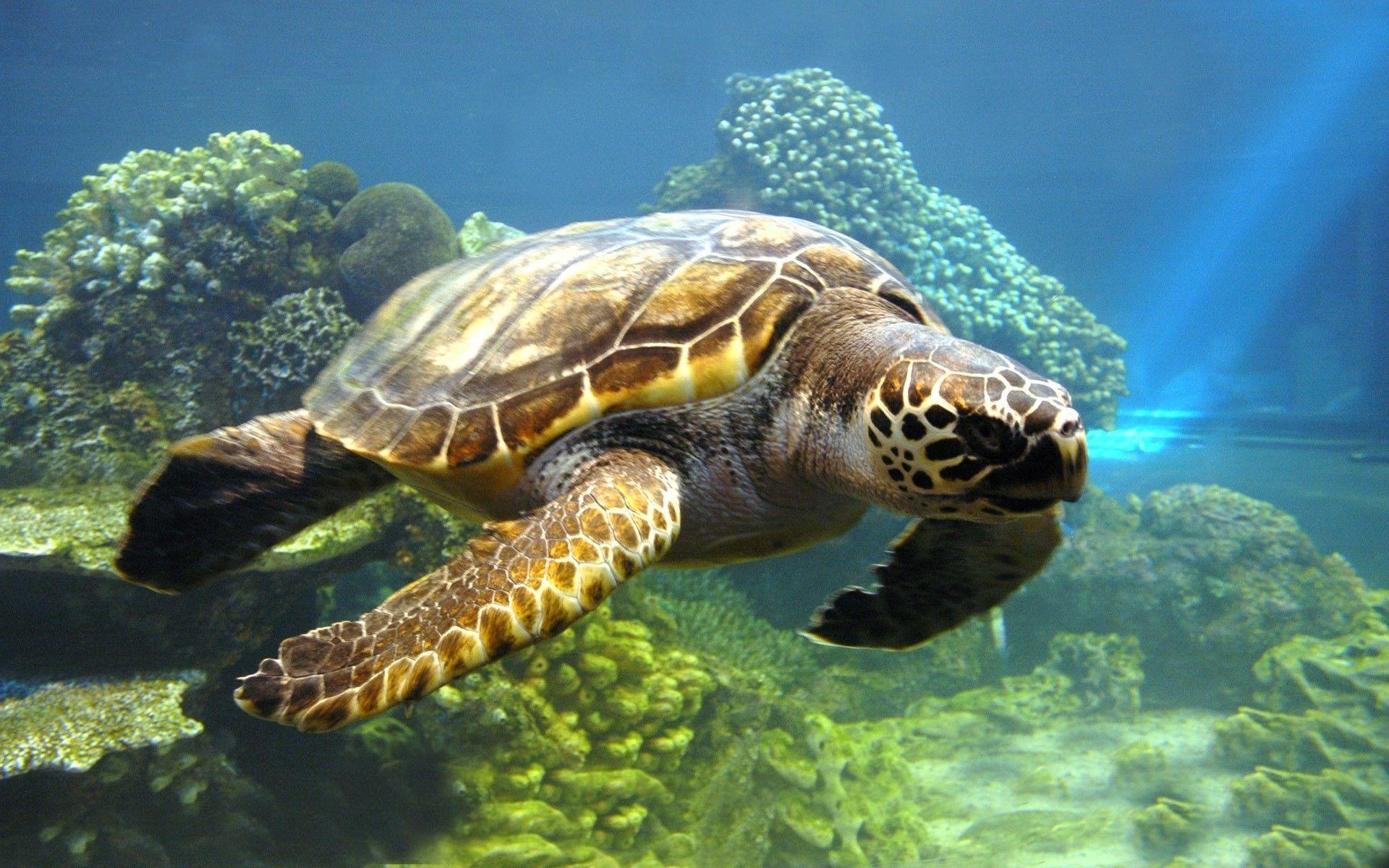 Animals: Water Animals Nature Sea Turtles Coral Reef Animal