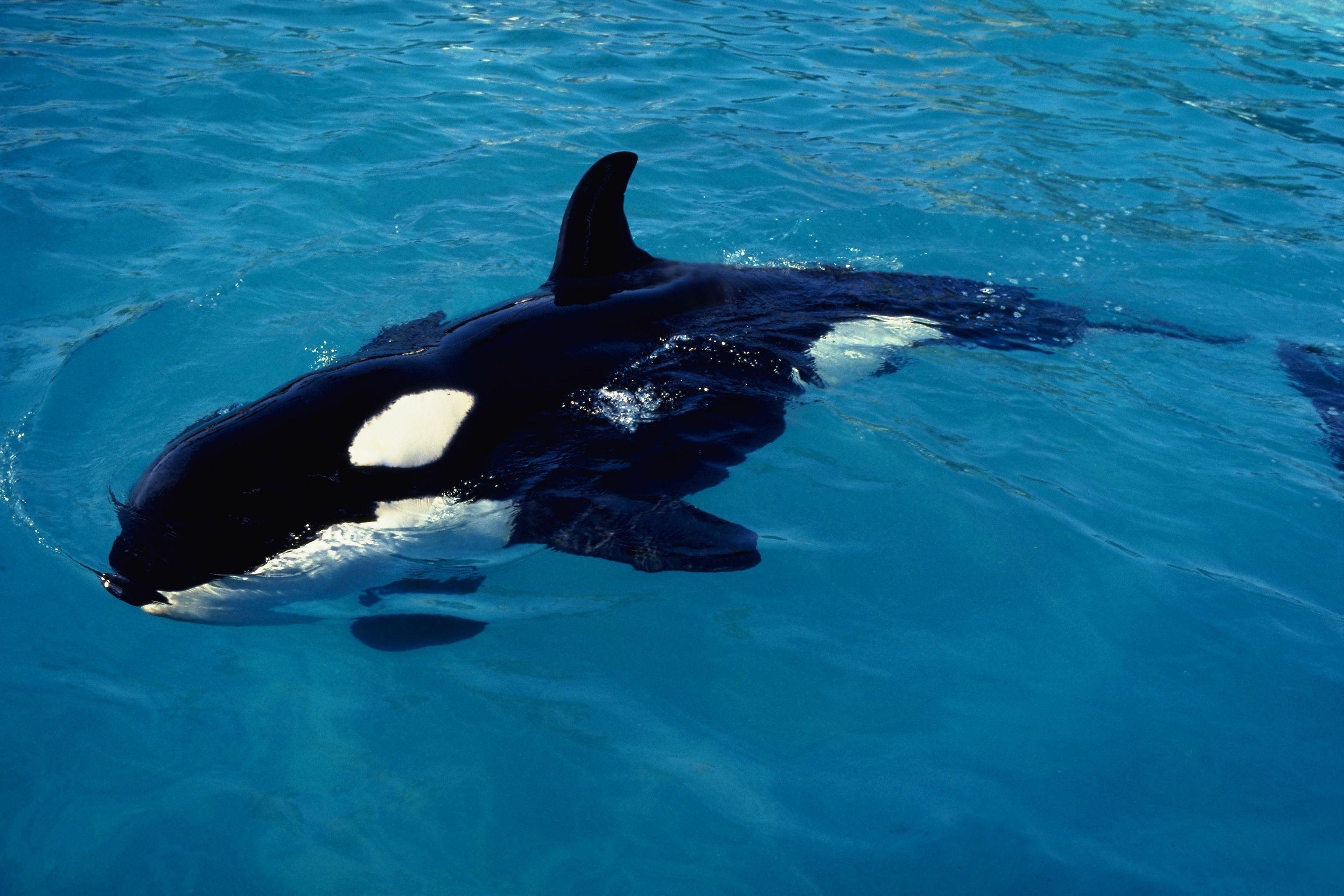 water animals orca killer whales 3072x2048 wallpaper High Quality