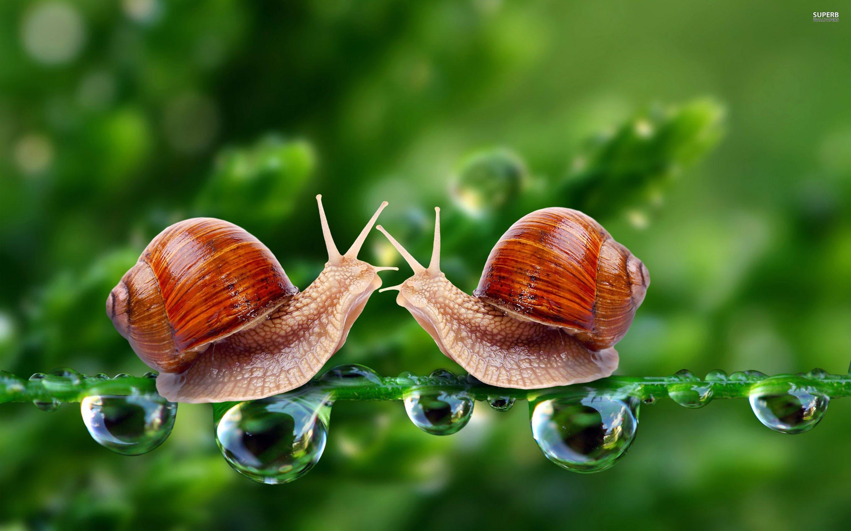 Other Love Animal Nature Snail Wallpaper Water Animals Other HD