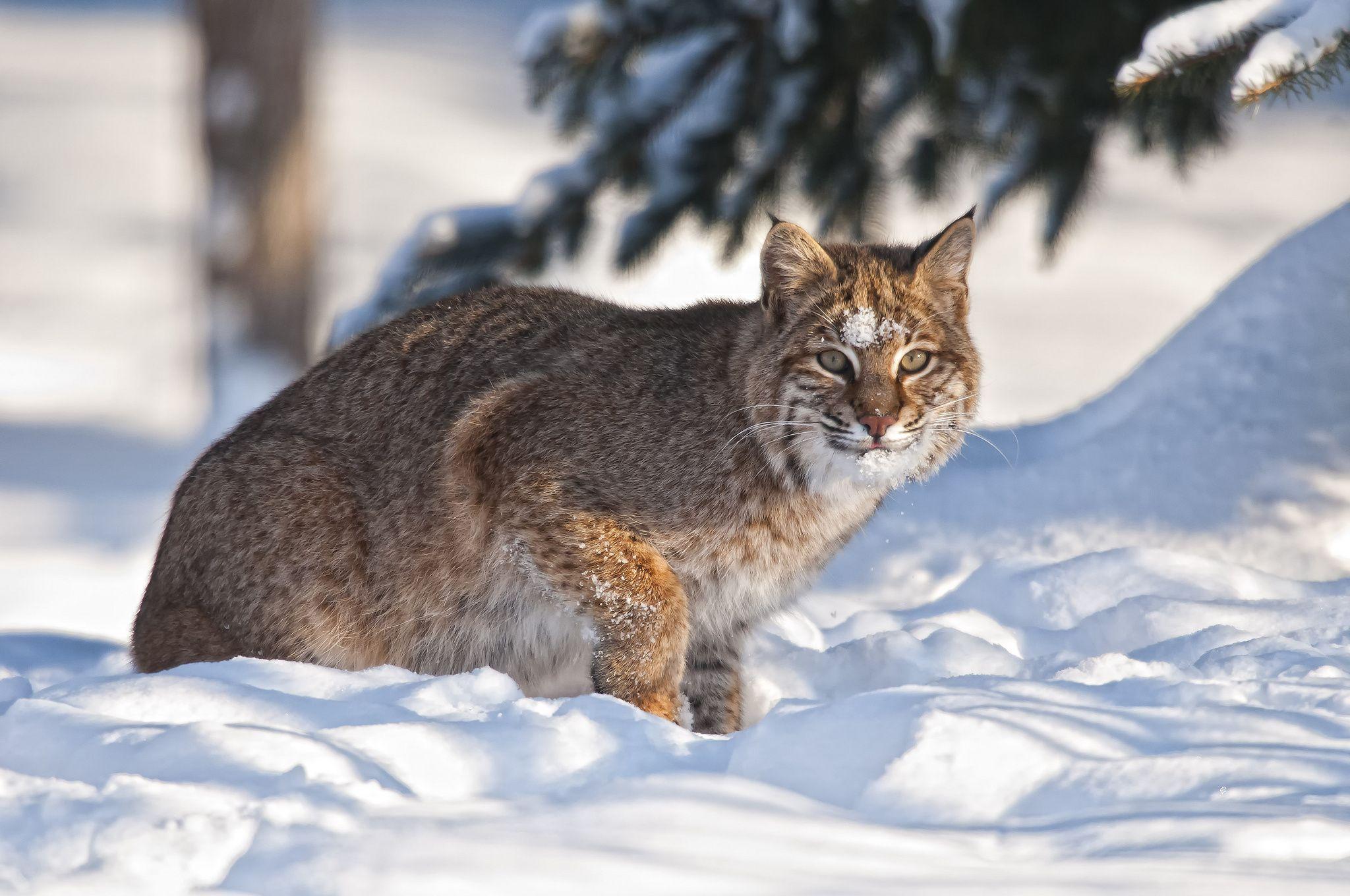 Bobcat HD Wallpaper and Background Image